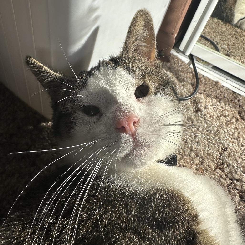 Enlarge Sierra, a Adoptable American Shorthair in Pacifica, CA image 5/6