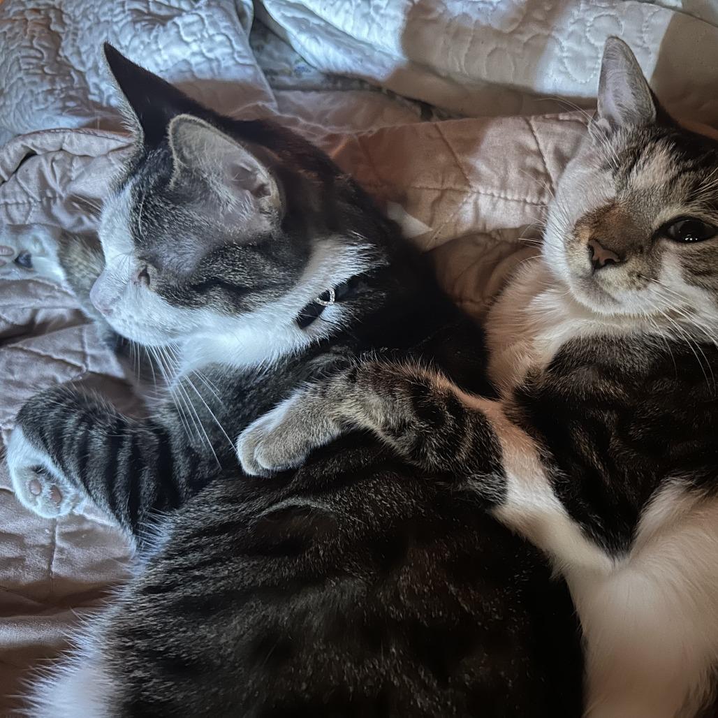 Sierra, a Adoptable American Shorthair in Pacifica, CA image 6/6