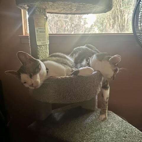 Enlarge Sierra, a Adoptable American Shorthair in Pacifica, CA image 6/6