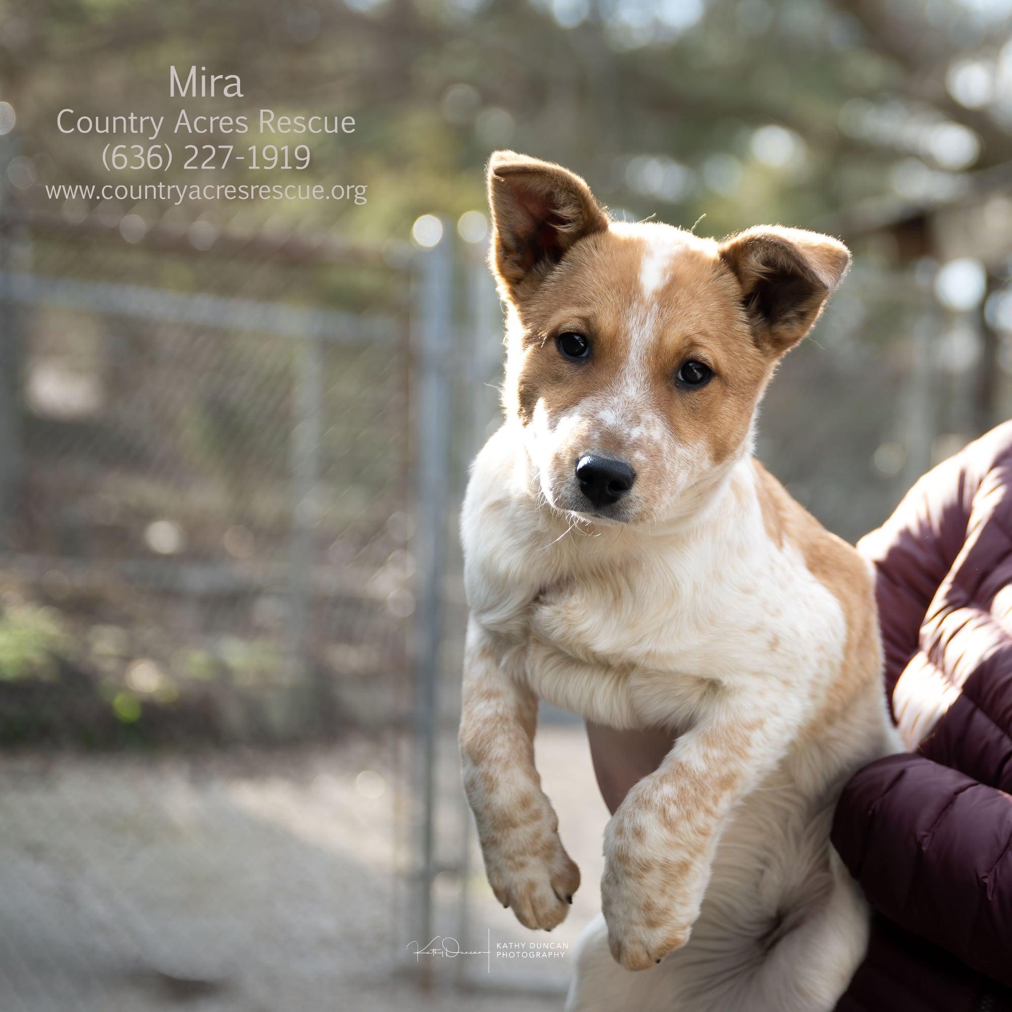 Mira, ADOPTABLE, Puppy Female Cattle Dog.