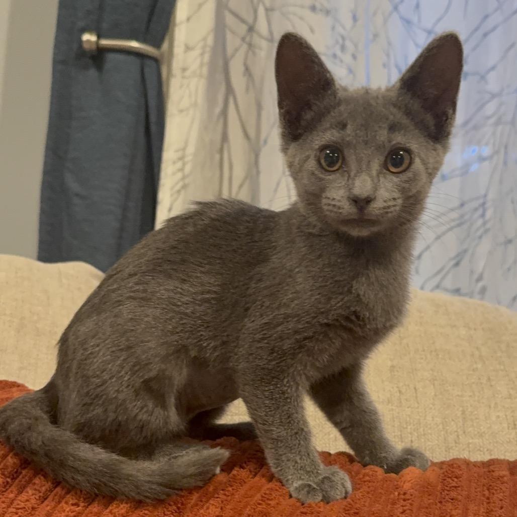 Enlarge Mojito, a Adoptable Domestic Short Hair in La Grange, KY image 1/3