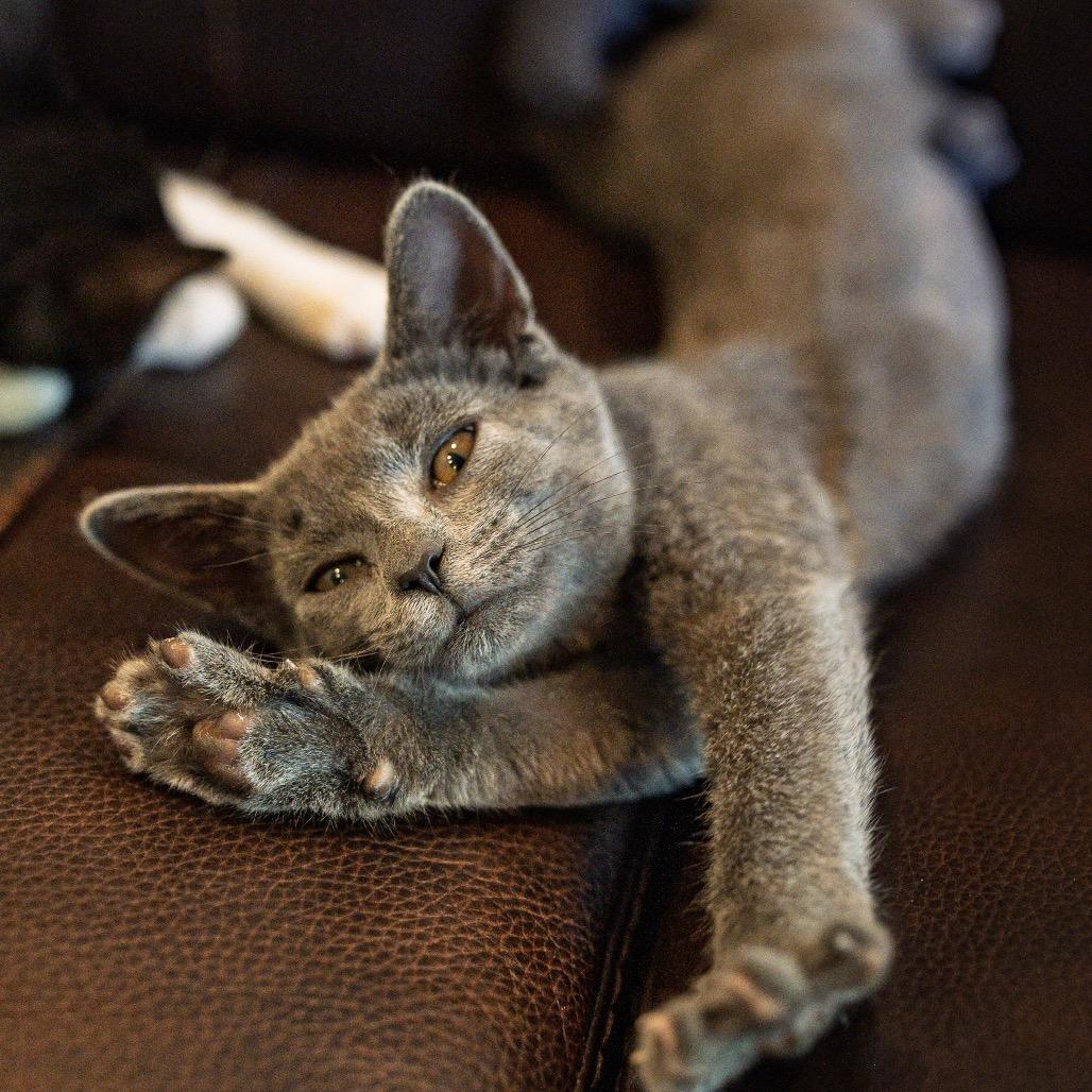 Enlarge Mojito, a Adoptable Domestic Short Hair in La Grange, KY image 2/3