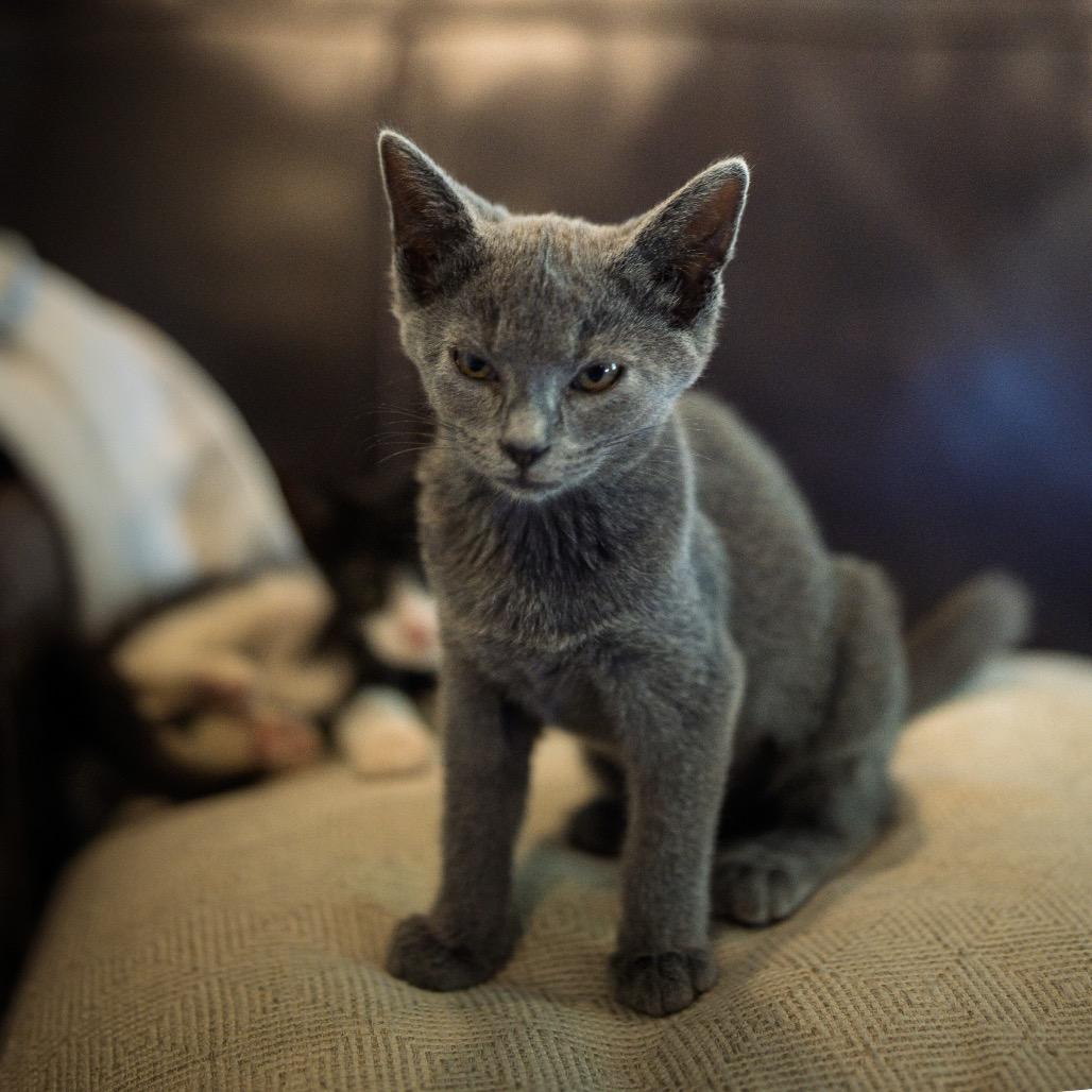 Enlarge Mojito, a Adoptable Domestic Short Hair in La Grange, KY image 3/3