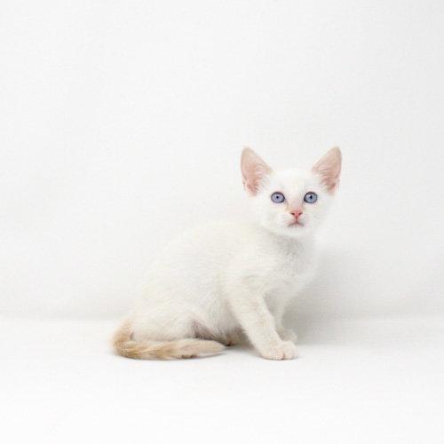Enlarge Catnip, a Adoptable Domestic Short Hair in Florence, AZ image 1/1