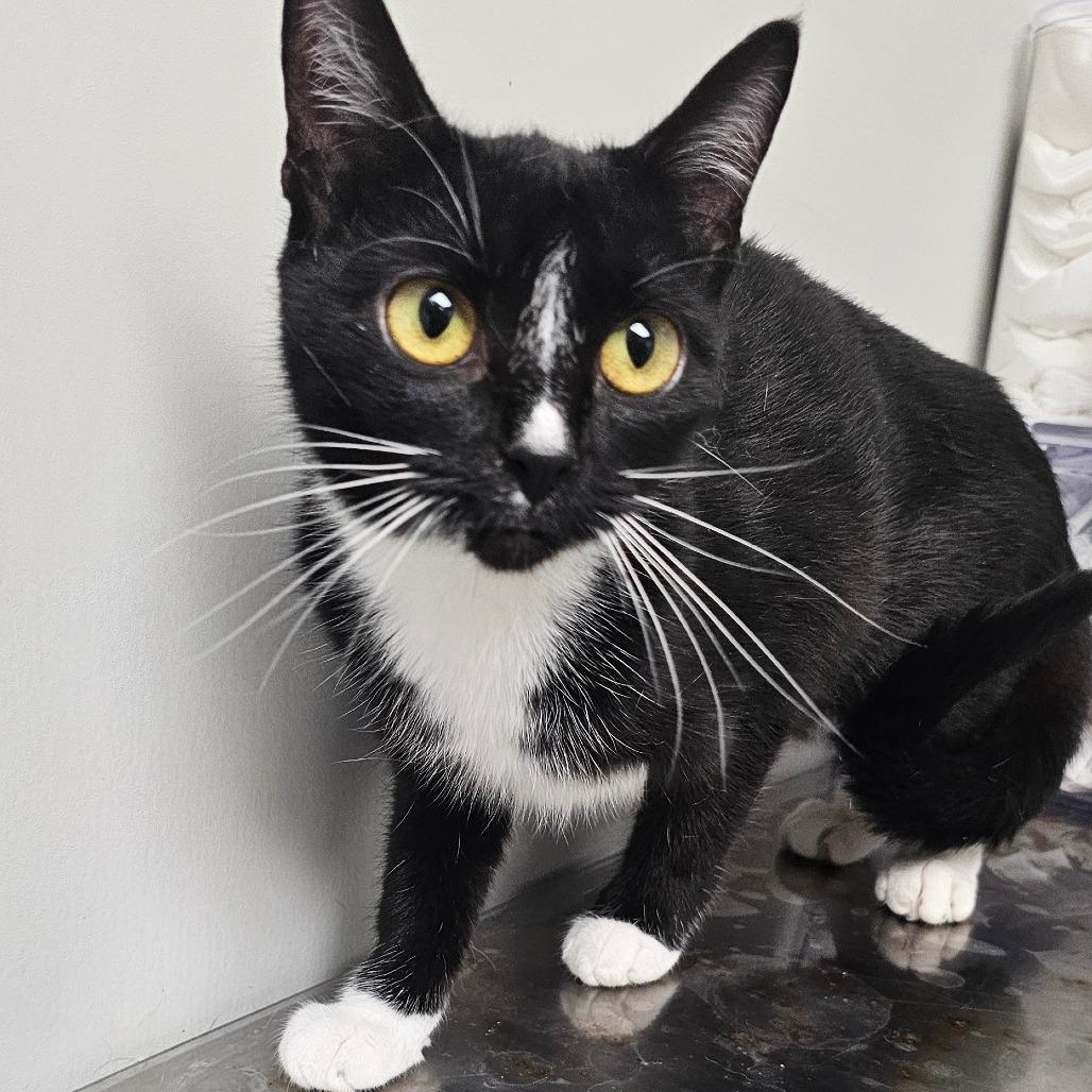 Enlarge Sleigh, a Adoptable Domestic Short Hair in Concord, NC image 1/2