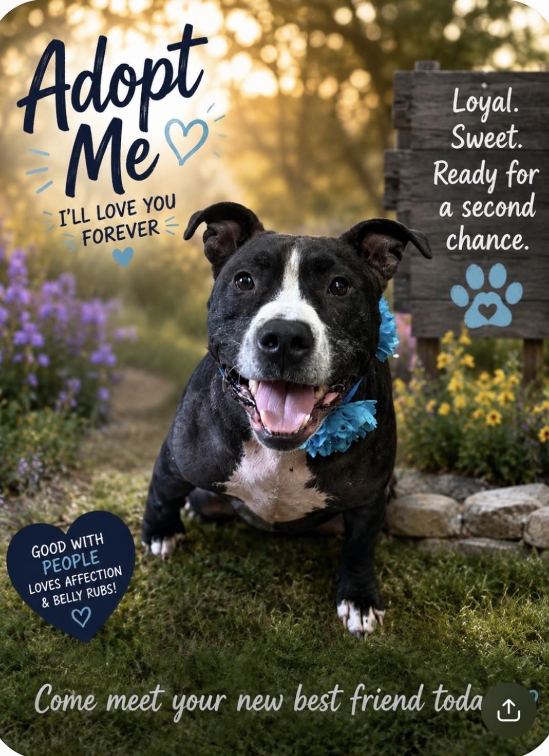 Enlarge Brutus, a Adoptable mixed breed in Grove, OK image 1/1
