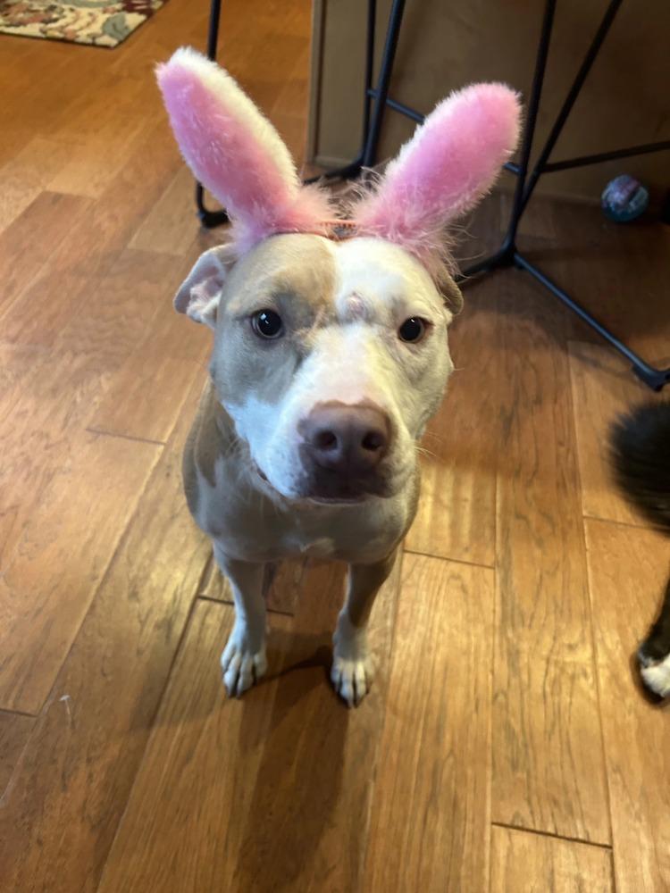 Michelle, Adoptable, Adult Female American Bulldog.