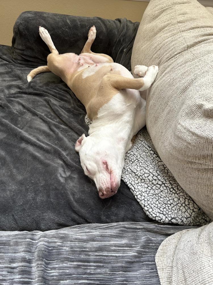 Michelle, a Adoptable mixed breed in Aurora, CO image 2/6