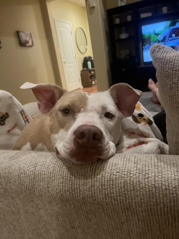 Michelle, a Adoptable mixed breed in Aurora, CO image 3/6