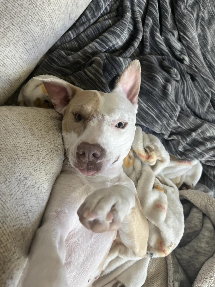 Michelle, a Adoptable mixed breed in Aurora, CO image 4/6