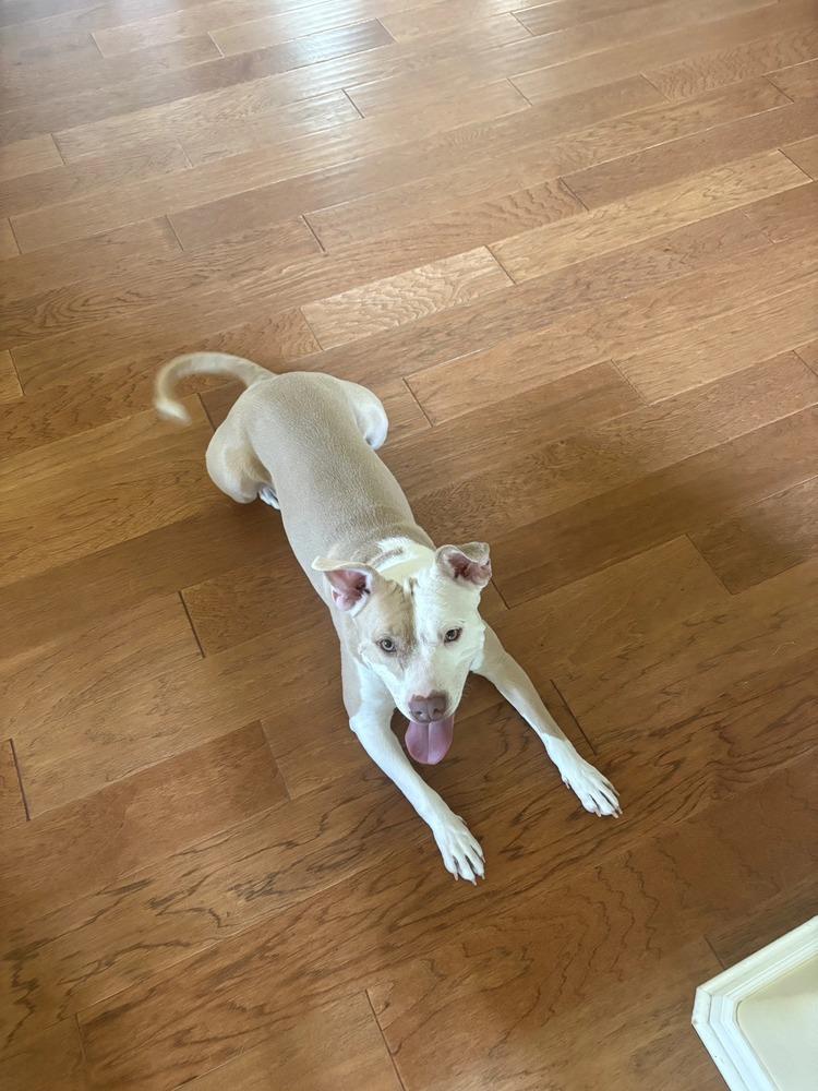 Michelle, a Adoptable mixed breed in Aurora, CO image 5/6