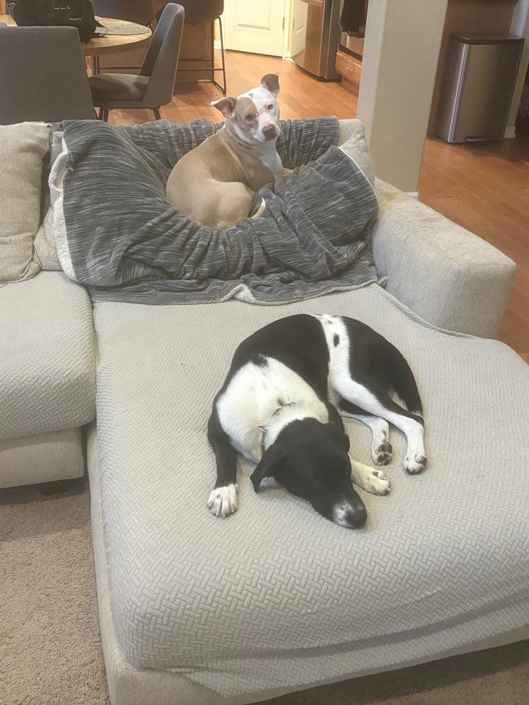 Michelle, a Adoptable mixed breed in Aurora, CO image 6/6