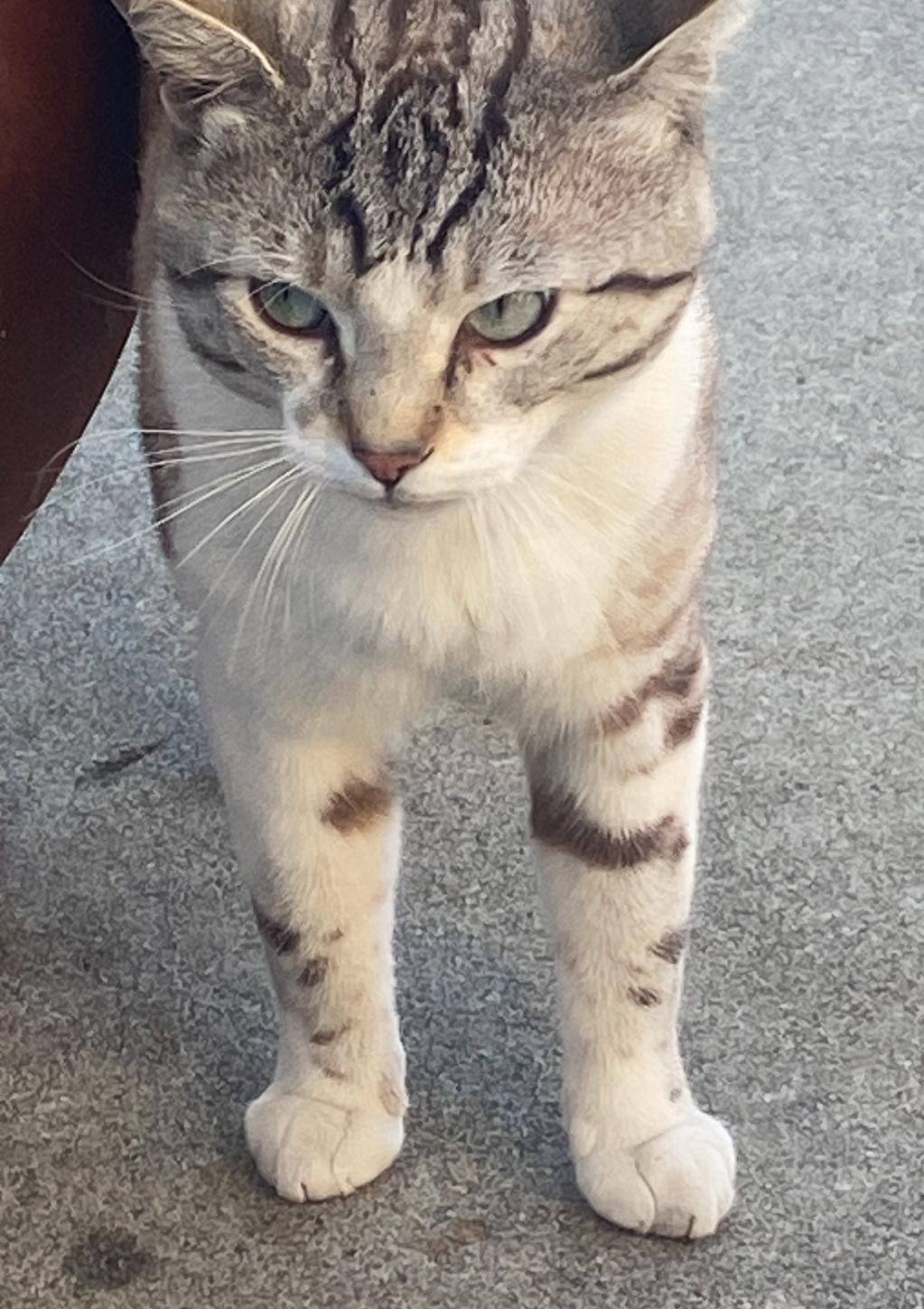 Jasper, Adoptable, Adult Male Siamese.