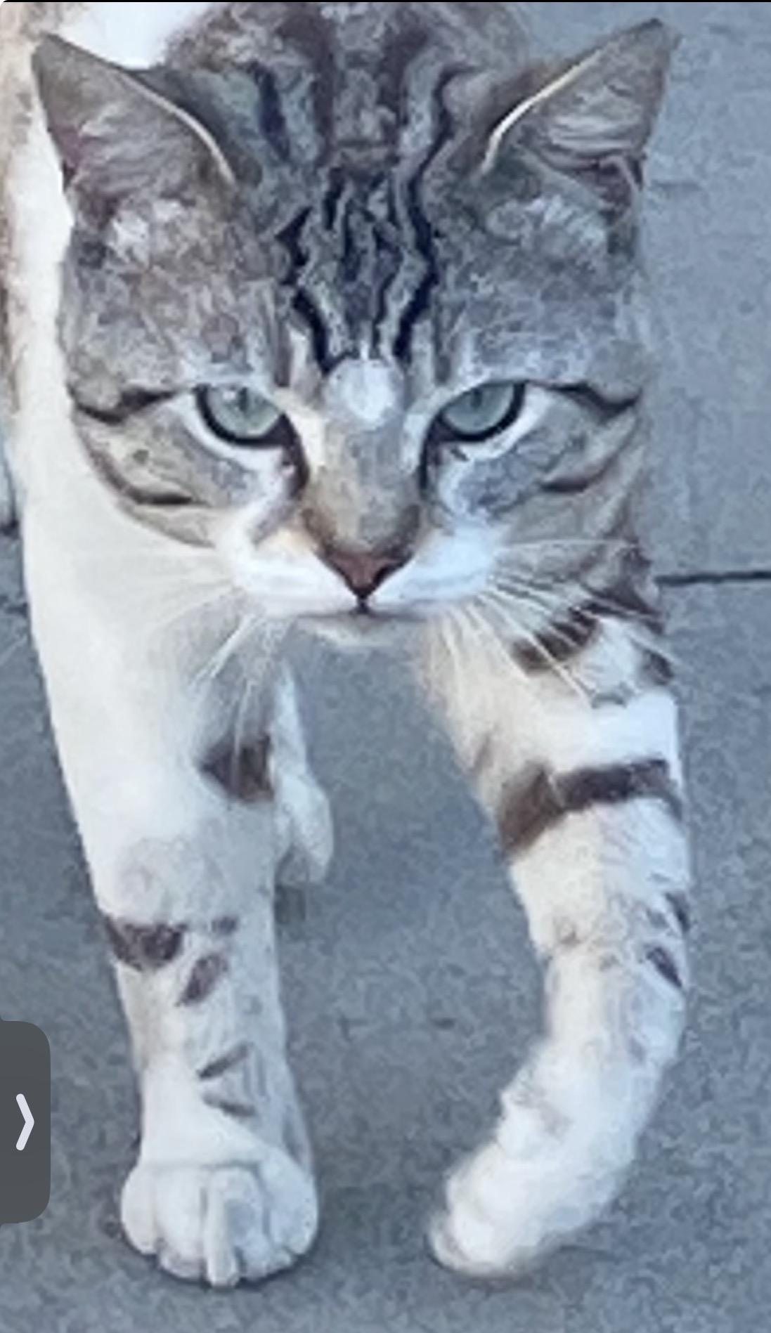 Enlarge Jasper, a Adoptable Siamese in Huntington Beach, CA image 2/2