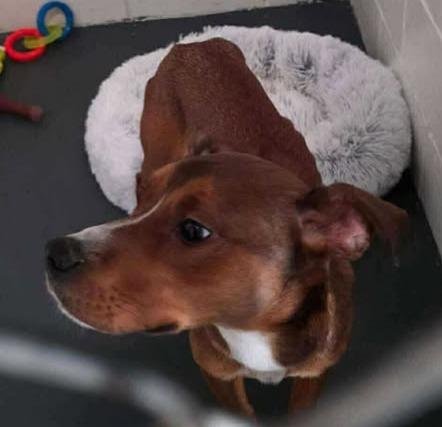 Enlarge Hayden, a Adoptable Pit Bull Terrier in Lincoln, MI image 1/1