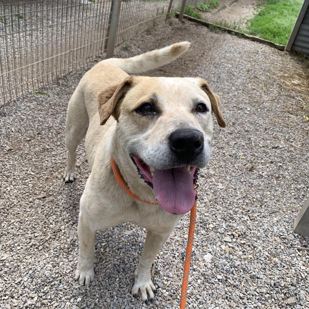 Spot, Adoptable, Senior Male Cattle Dog.