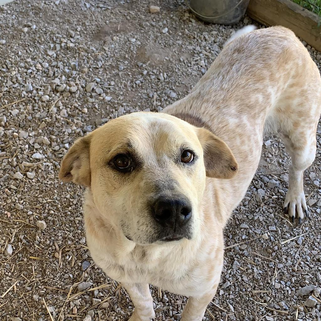 Spot, a Adoptable Cattle Dog in Washburn, MO image 2/3
