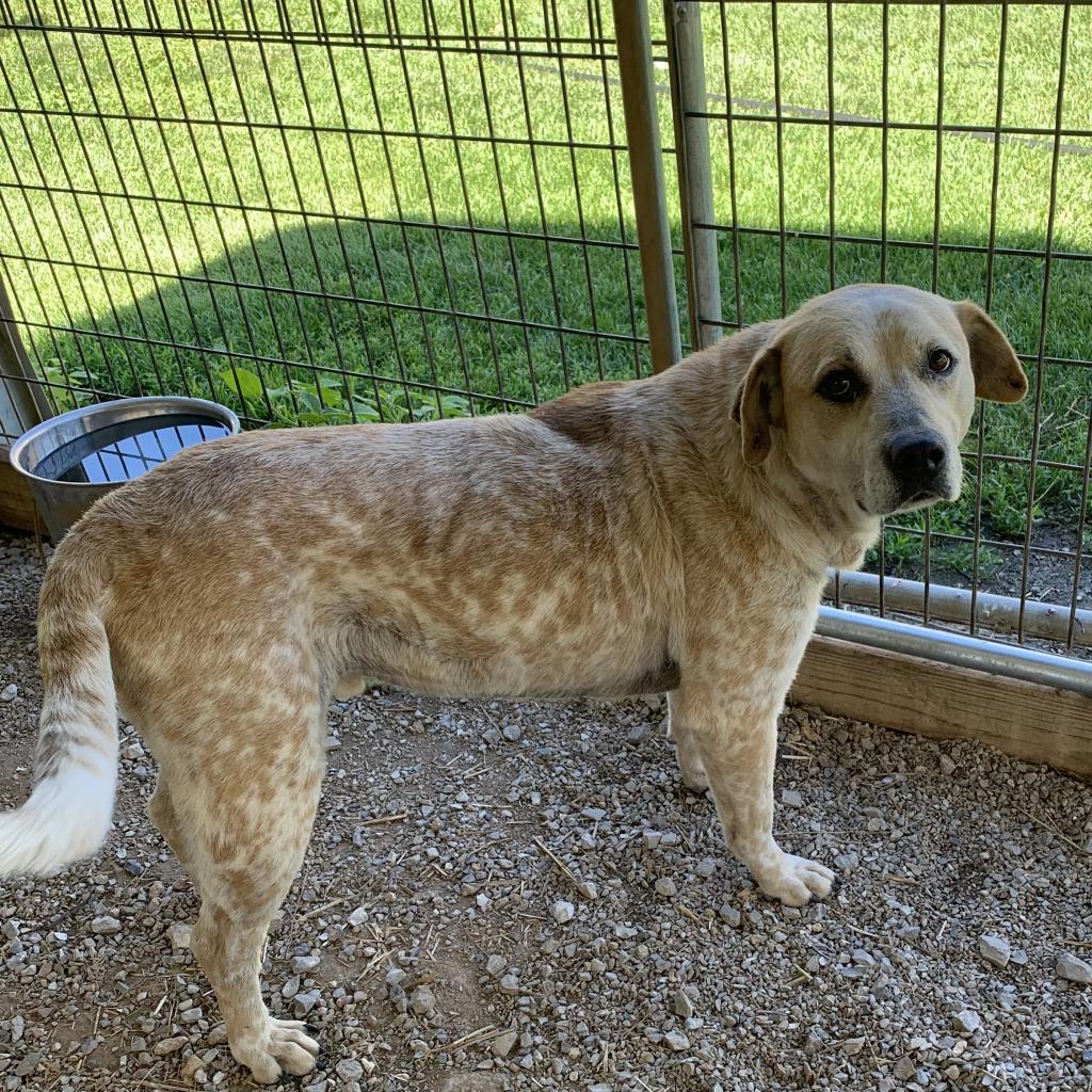 Spot, a Adoptable Cattle Dog in Washburn, MO image 3/3