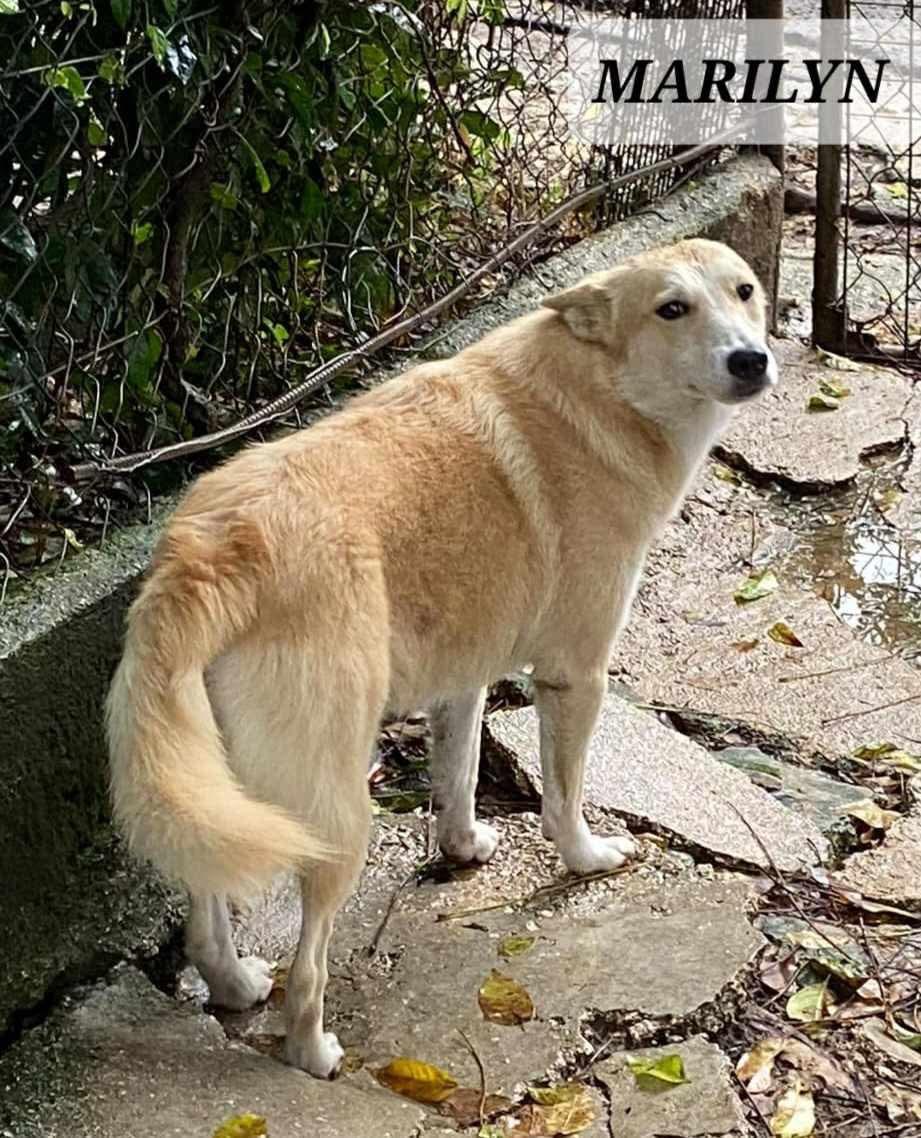 MARYLYN, Adoptable, Adult Female Labrador Retriever & Husky.