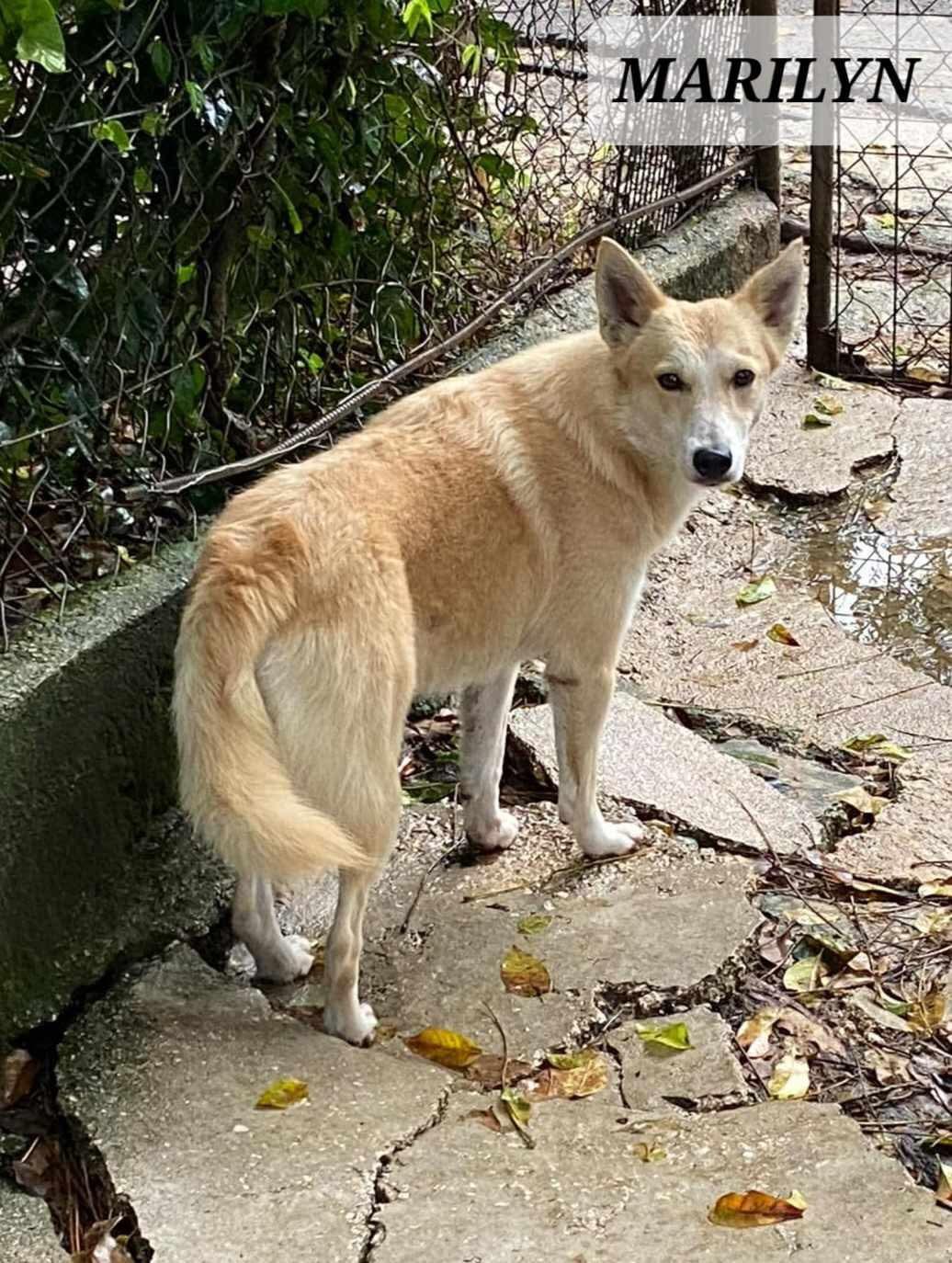 MARYLYN, a Adoptable mixed breed in Villalba, PR image 3/3