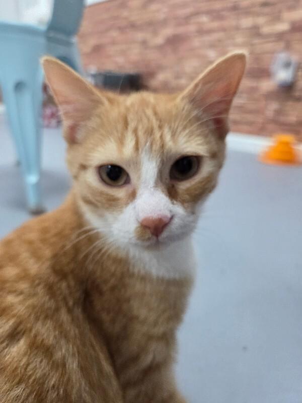 Enlarge Jack, a Adoptable Domestic Short Hair in MOUNT AIRY, NC image 1/1