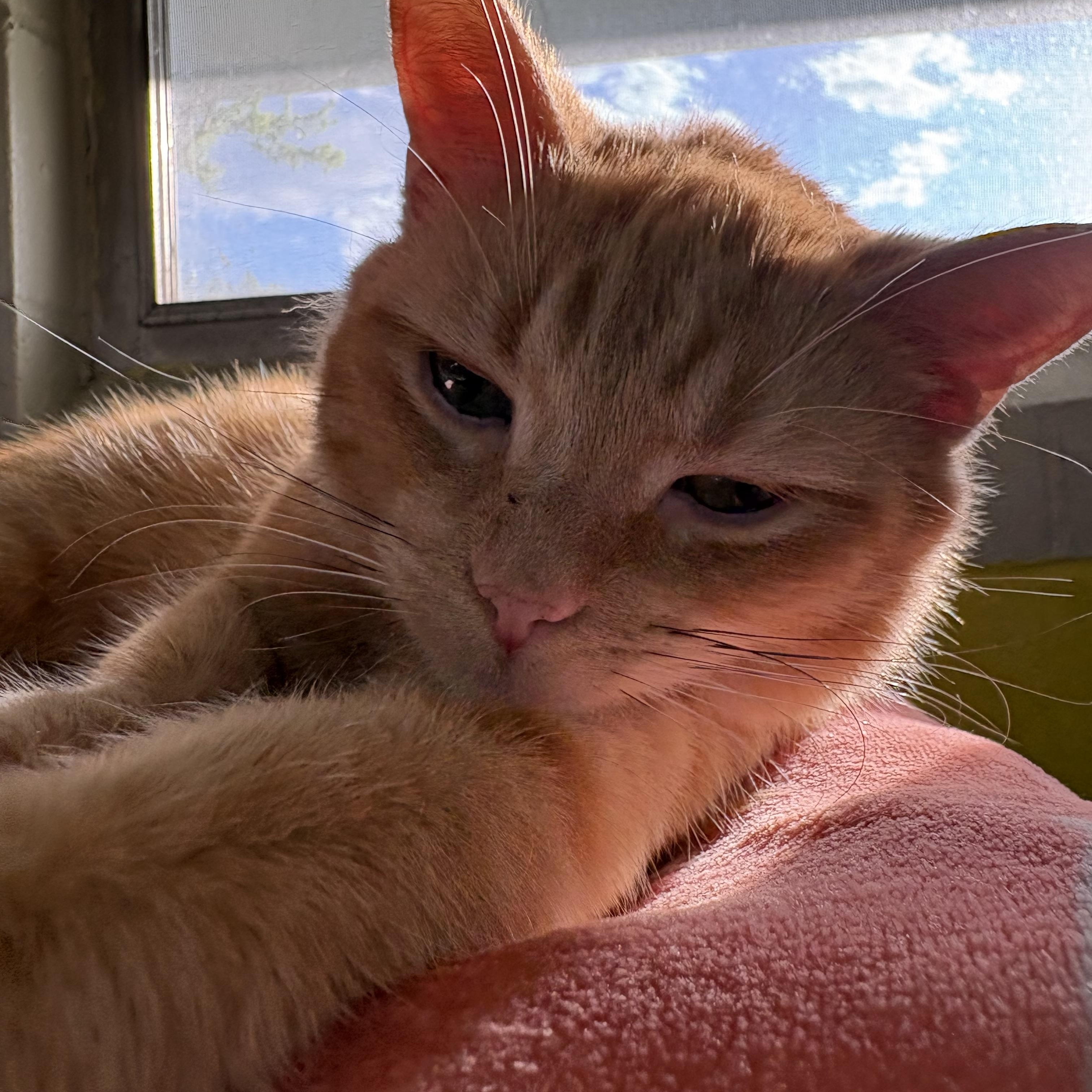 Hank, a ADOPTABLE Domestic Short Hair in Wilder, KY image 2/2