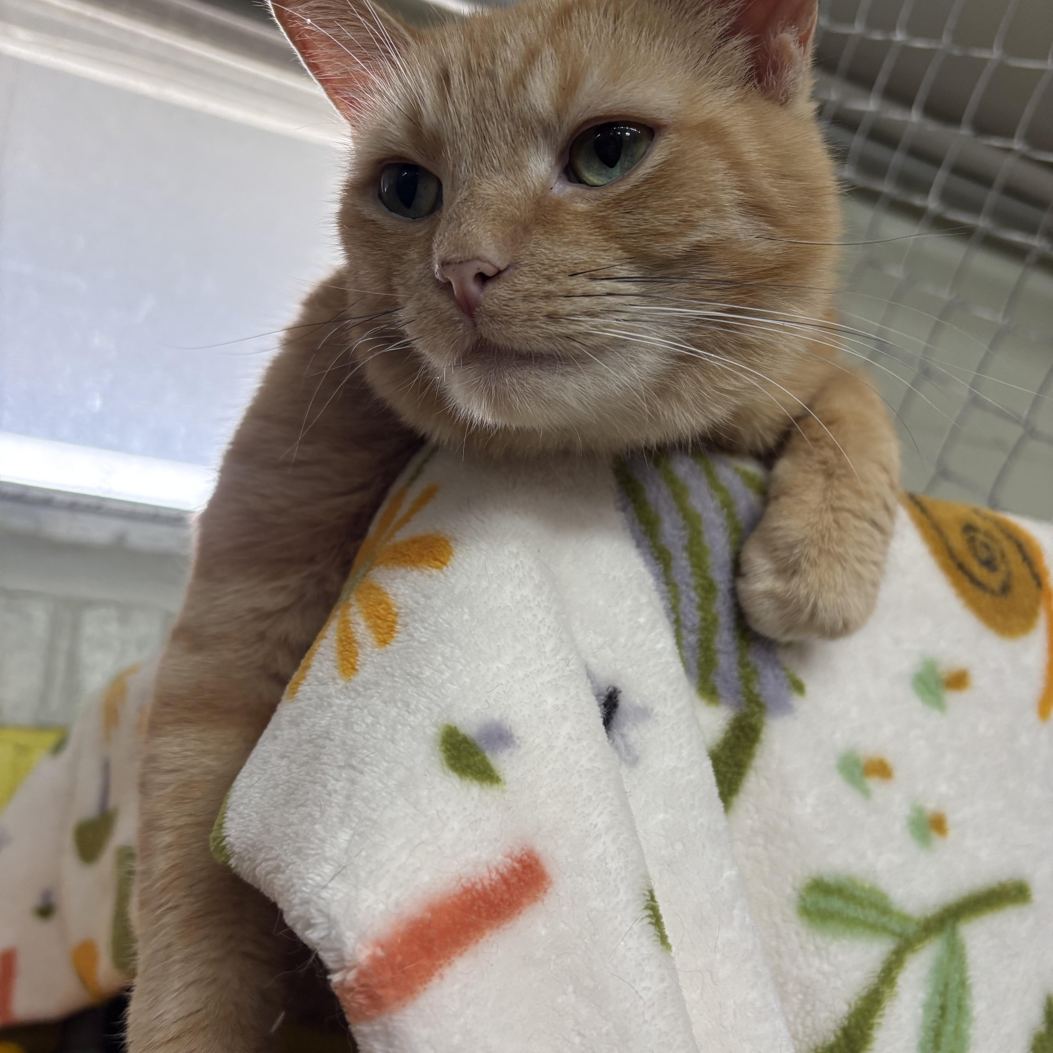 Hank, ADOPTABLE, Adult Male Domestic Short Hair.