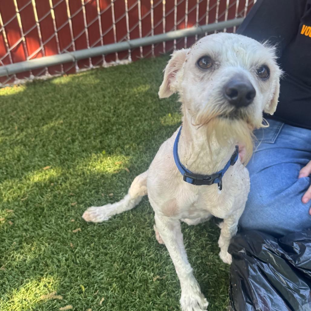 Enlarge Confucius, a Adoptable Poodle in Buellton, CA image 1/4