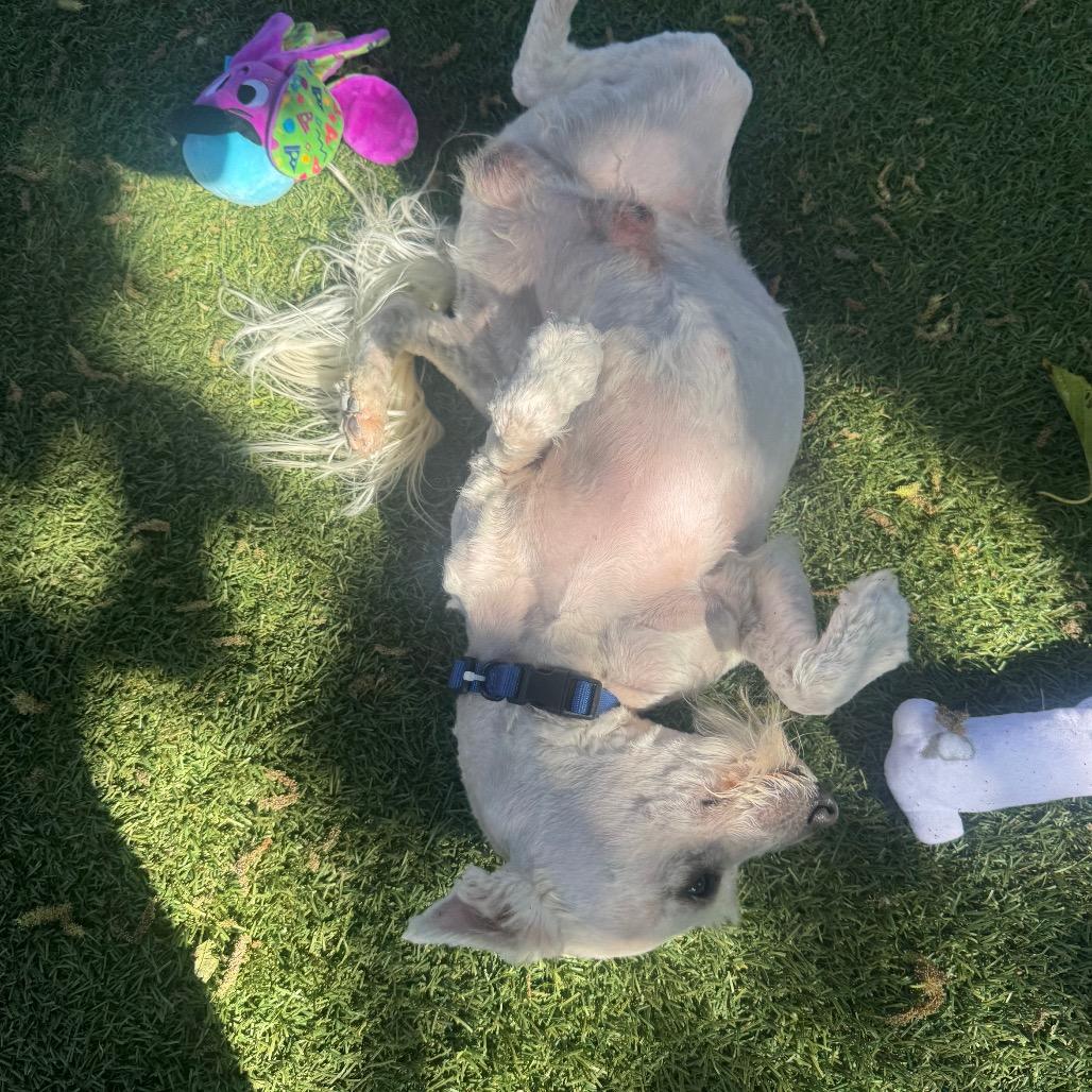 Enlarge Confucius, a Adoptable Poodle in Buellton, CA image 2/4