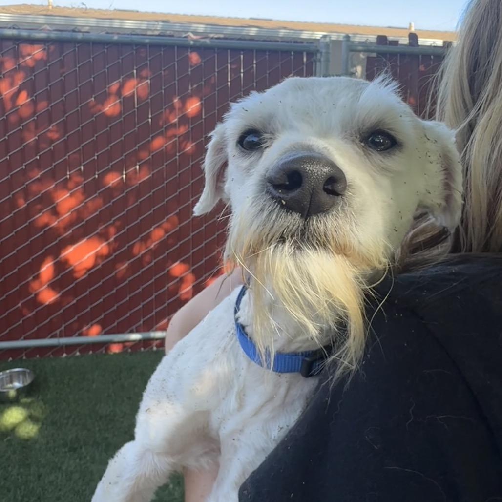 Enlarge Confucius, a Adoptable Poodle in Buellton, CA image 3/4
