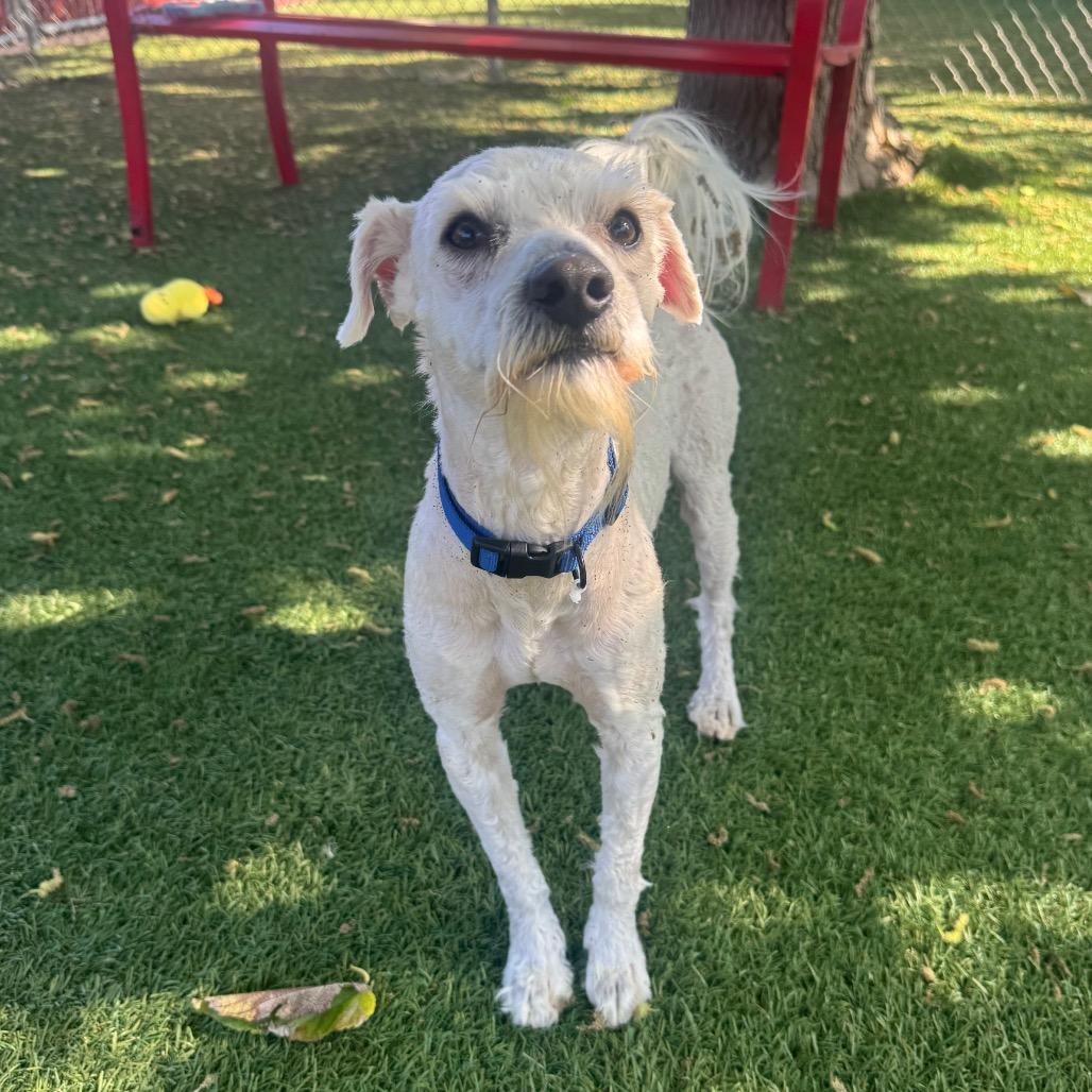 Enlarge Confucius, a Adoptable Poodle in Buellton, CA image 4/4