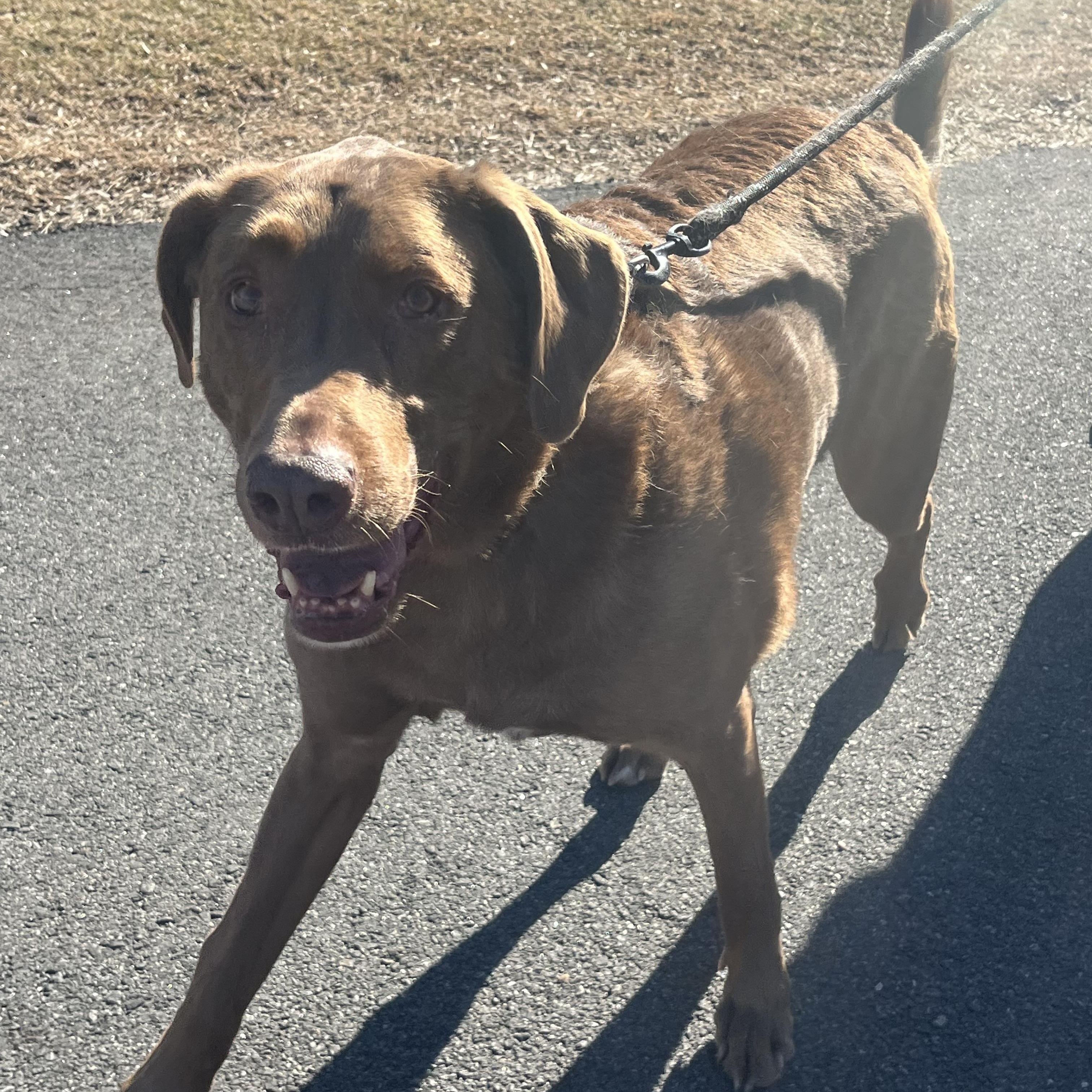 Enlarge Bernie, an adoptable mixed breed in Mendham, NJ image 2/3