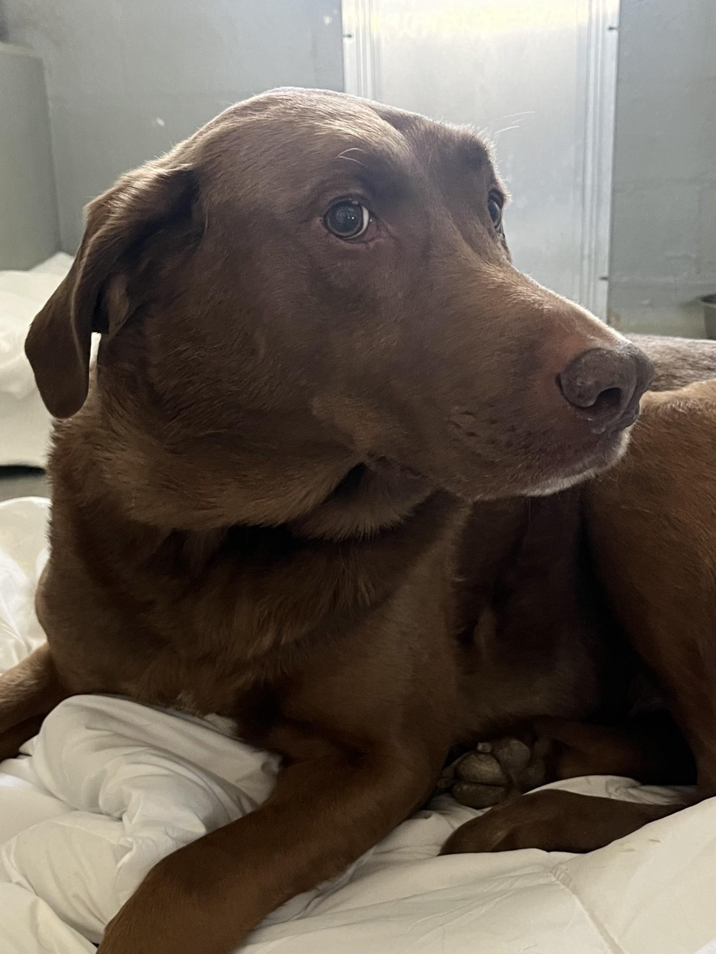 Bernie, ADOPTABLE, Senior Male Chesapeake Bay Retriever.