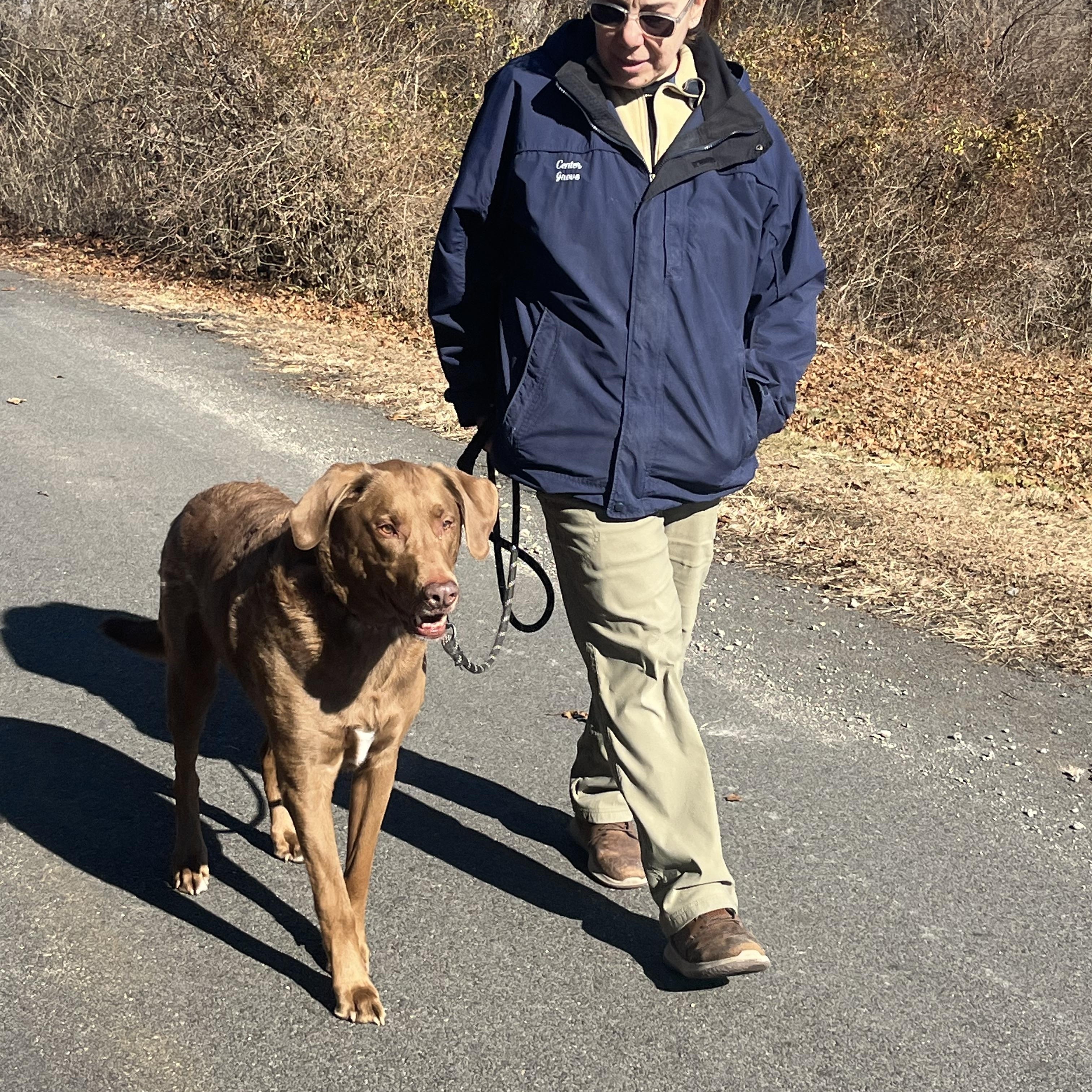 Enlarge Bernie, an adoptable mixed breed in Mendham, NJ image 3/3
