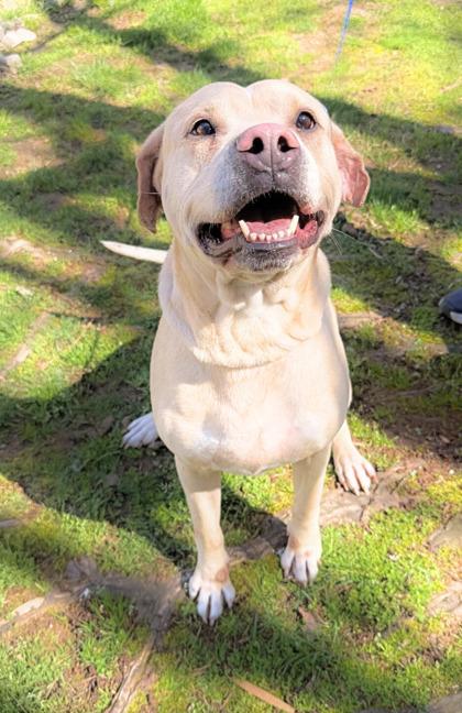 Atlas , ADOPTABLE, Senior Male American Bulldog & Terrier.