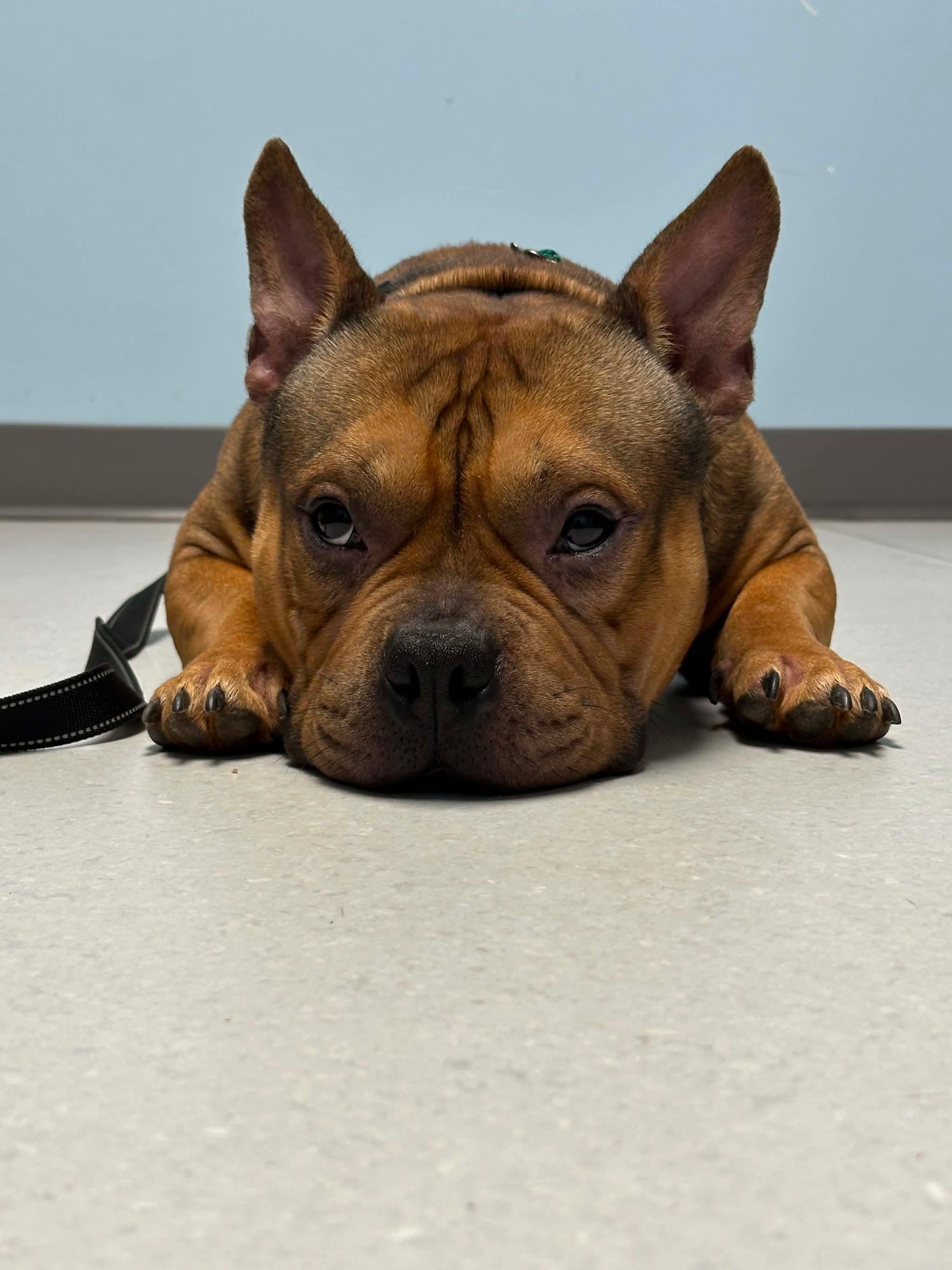 Enlarge Thumper, an adopted mixed breed in INDIANAPOLIS, IN image 4/5