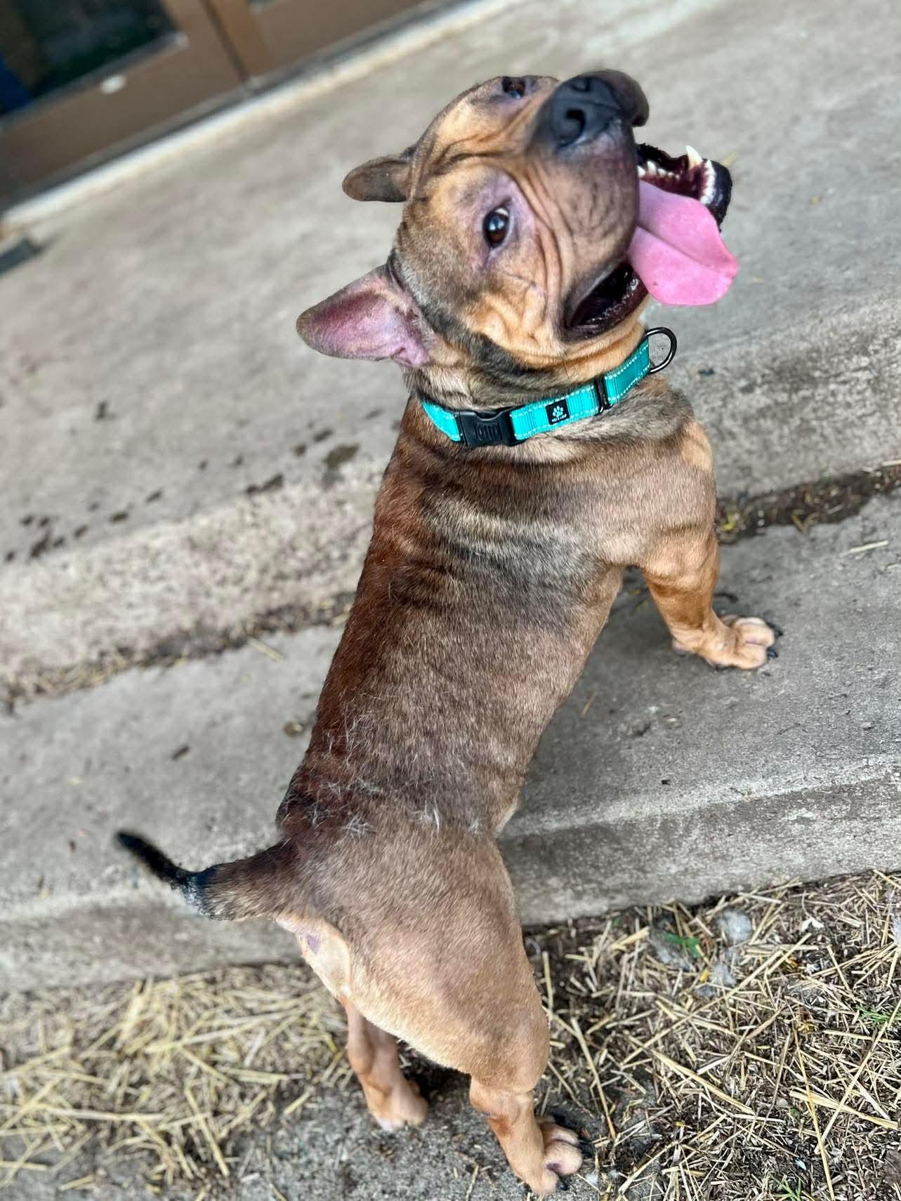 Enlarge Thumper, an adopted mixed breed in INDIANAPOLIS, IN image 2/5