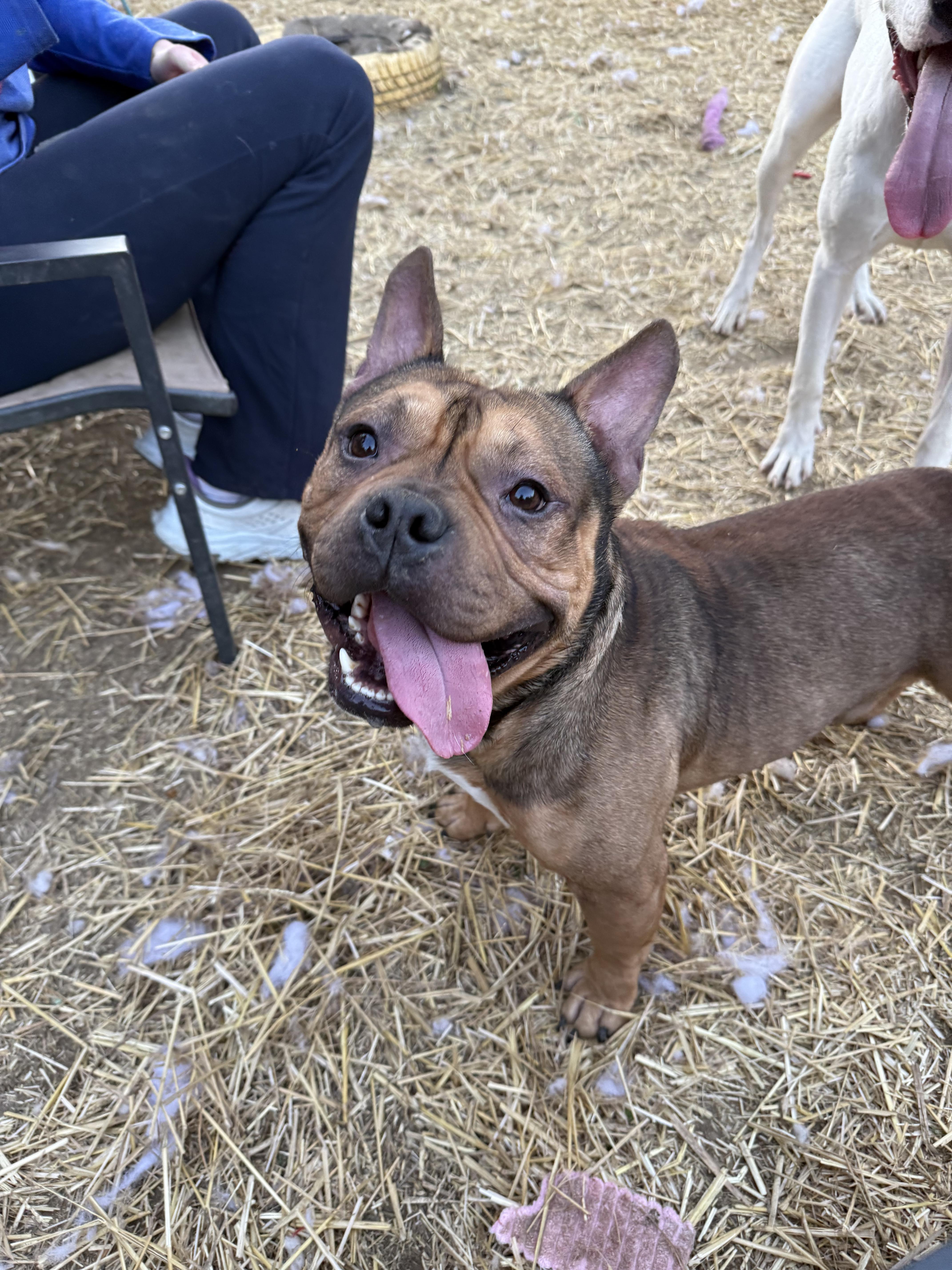 Thumper, adopted, Young Male French Bulldog & English Bulldog.
