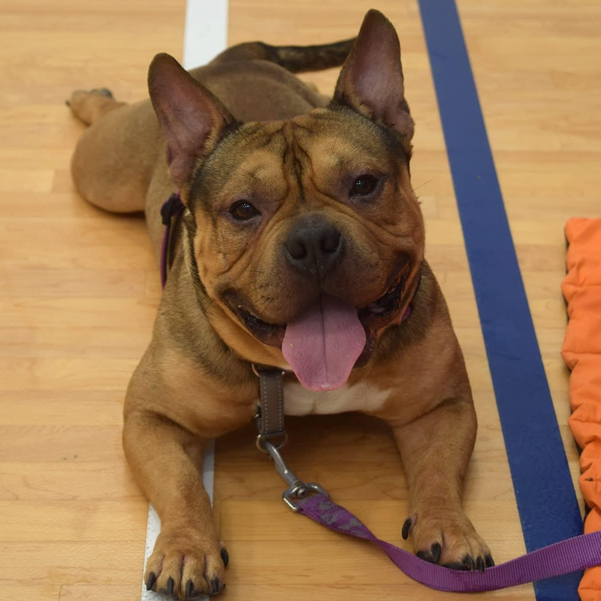 Enlarge Thumper, an adopted mixed breed in INDIANAPOLIS, IN image 3/5