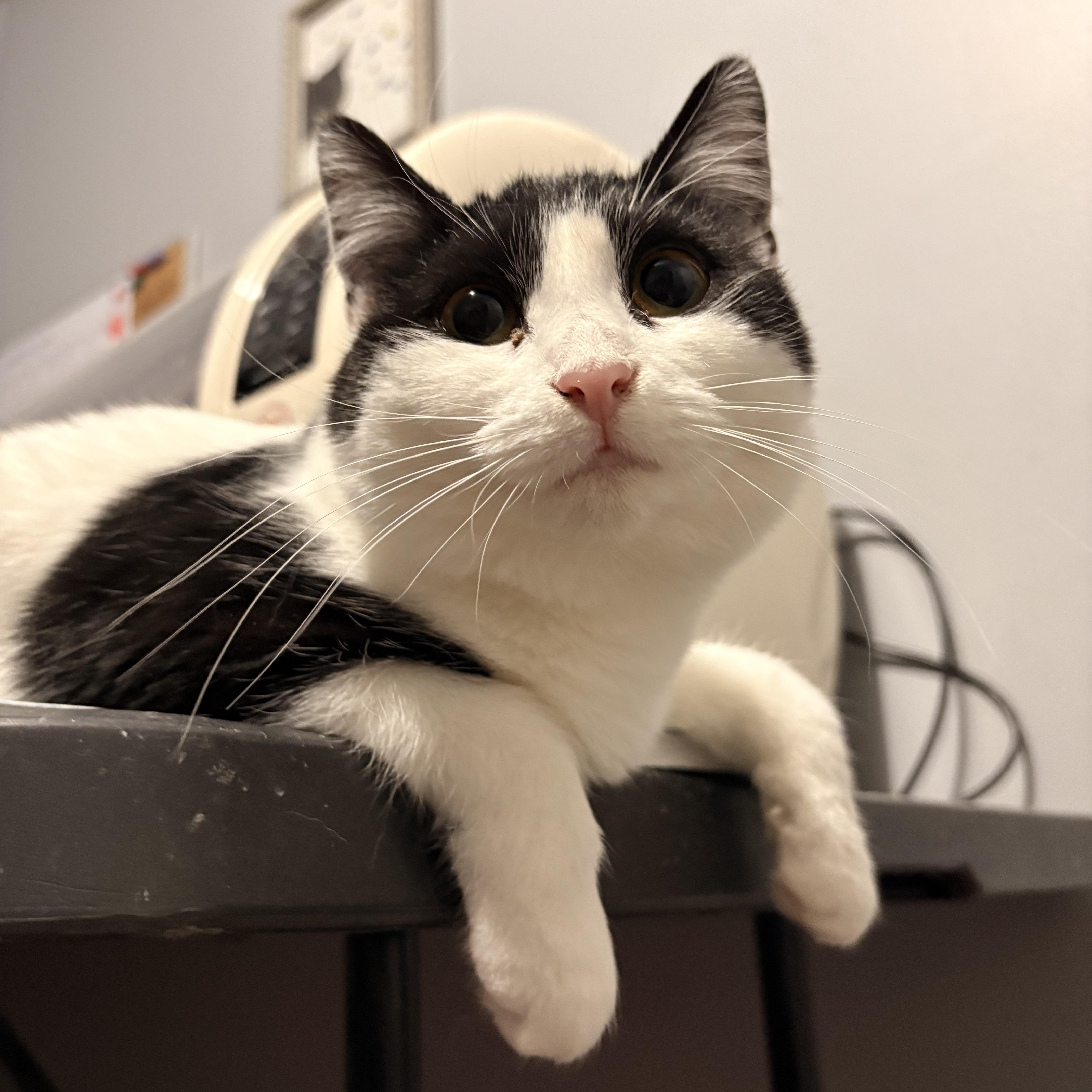 Remy, a Adoptable Domestic Short Hair in Austintown, OH image 1/2