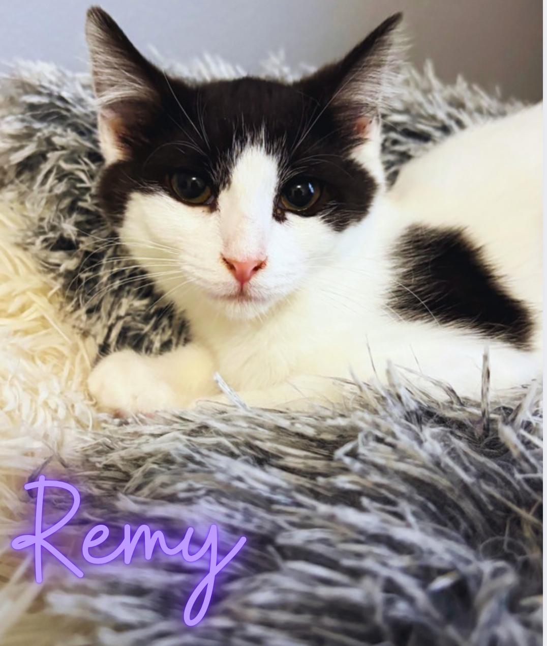 Enlarge Remy, a Adoptable Domestic Short Hair in Austintown, OH image 1/1