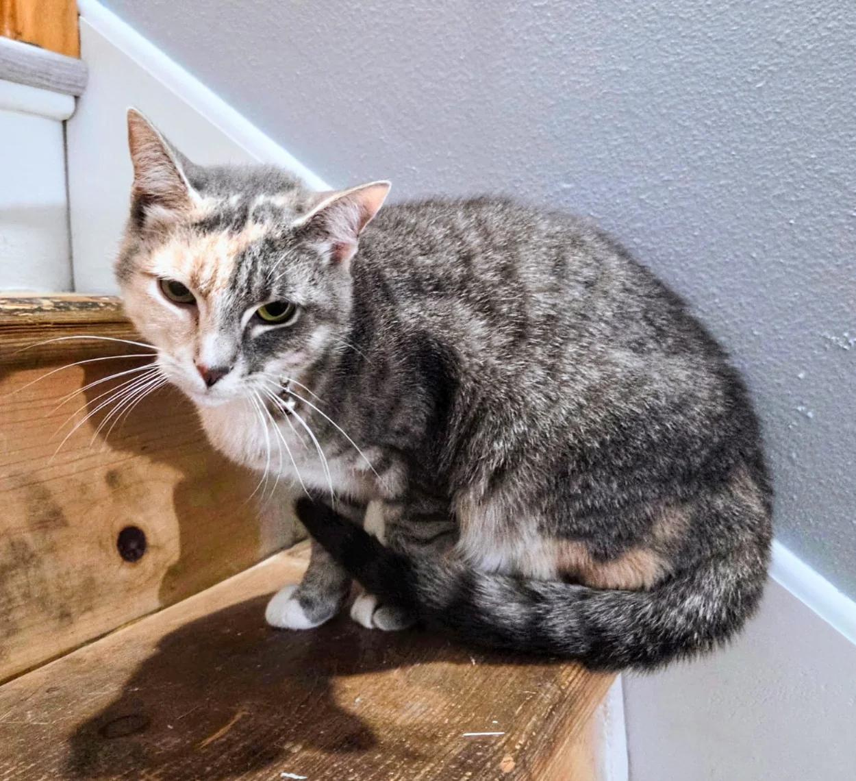 Enlarge Ellie, a Adoptable Calico in Waverly, IA image 2/2