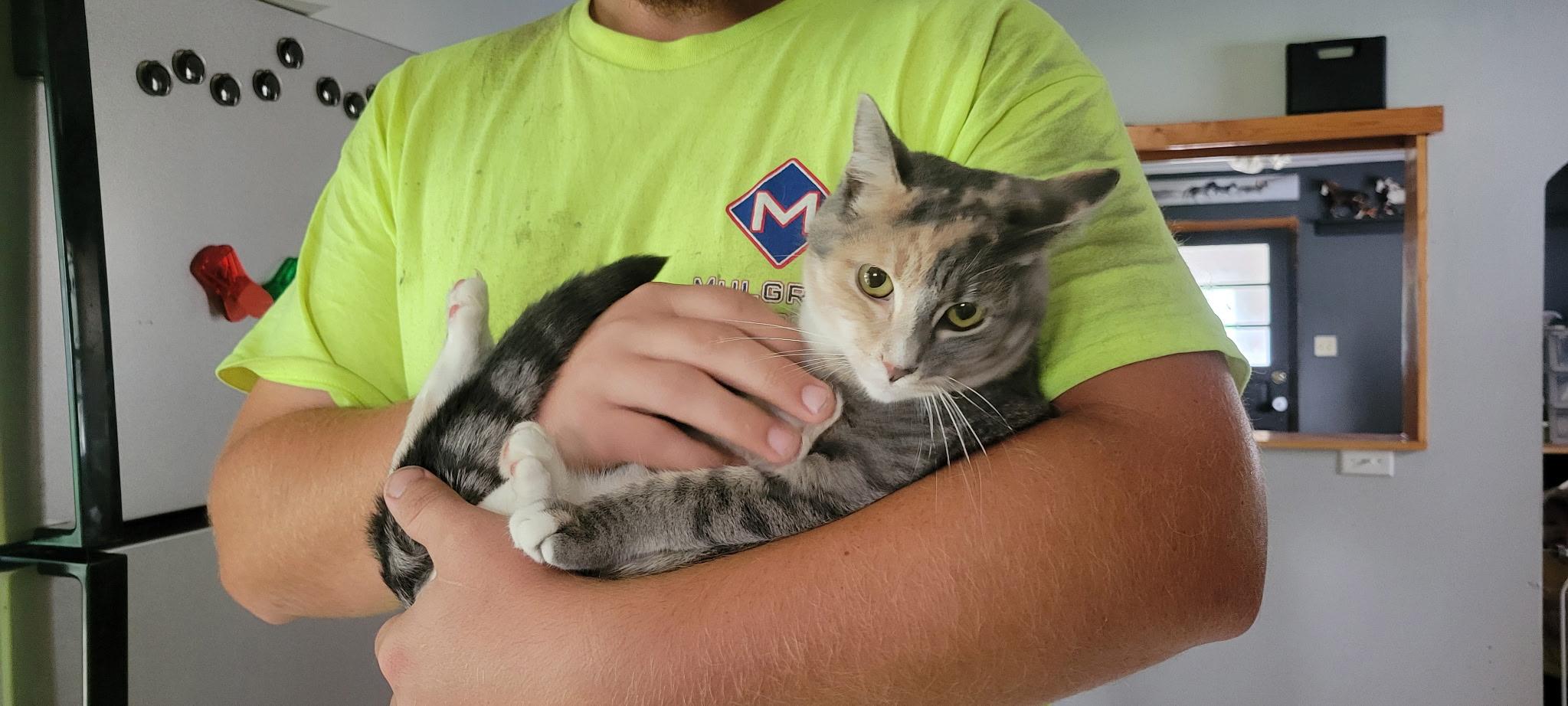 Ellie, Adoptable, Adult Female Calico.