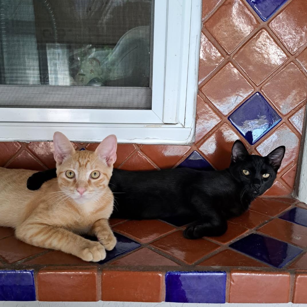 Cheddar, a Adopted mixed breed in Dania Beach, FL image 2/4