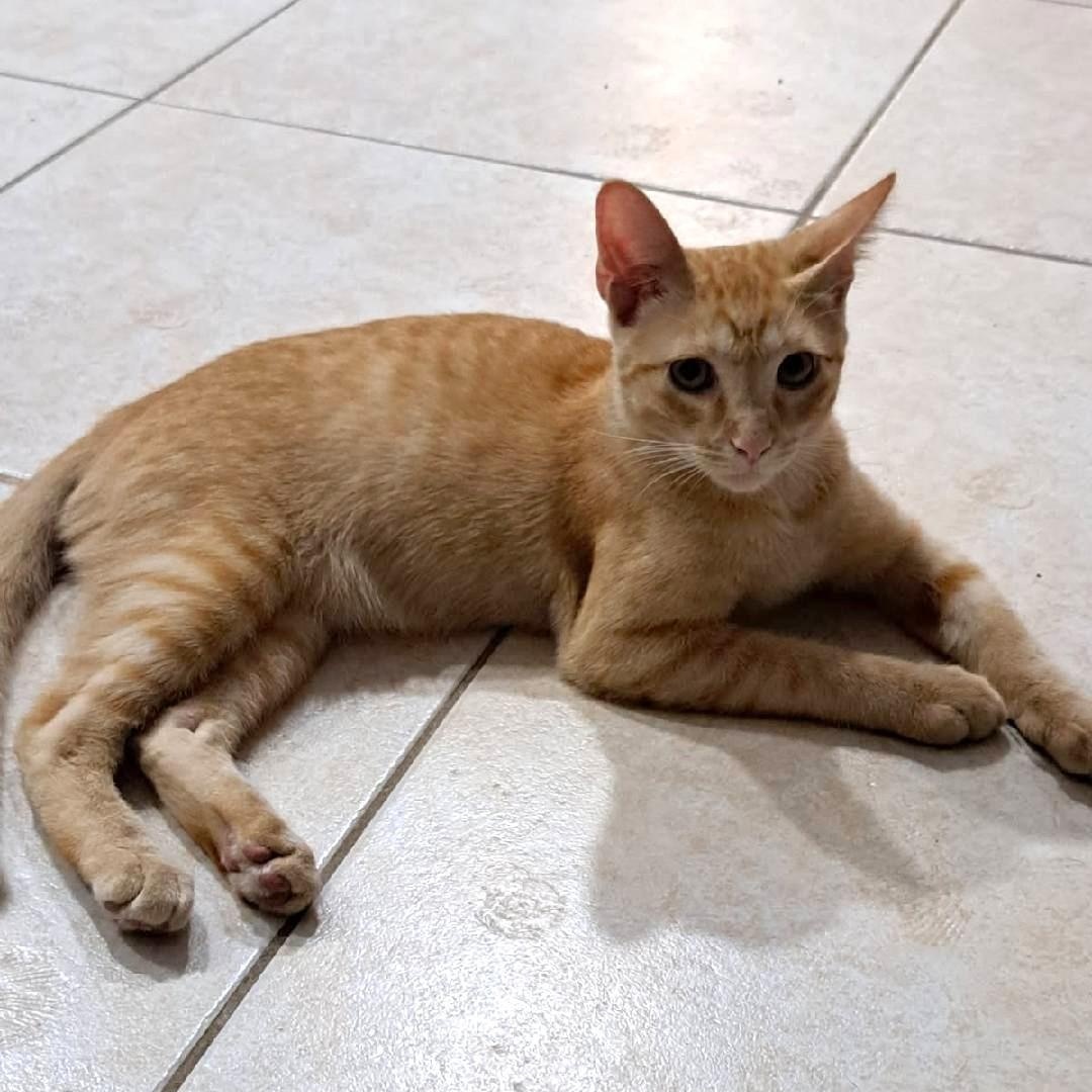 Cheddar, Adopted, Young Male American Shorthair & Domestic Short Hair.