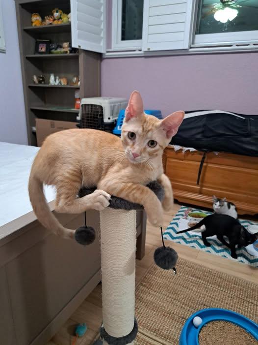 Cheddar, a Adopted mixed breed in Dania Beach, FL image 4/4