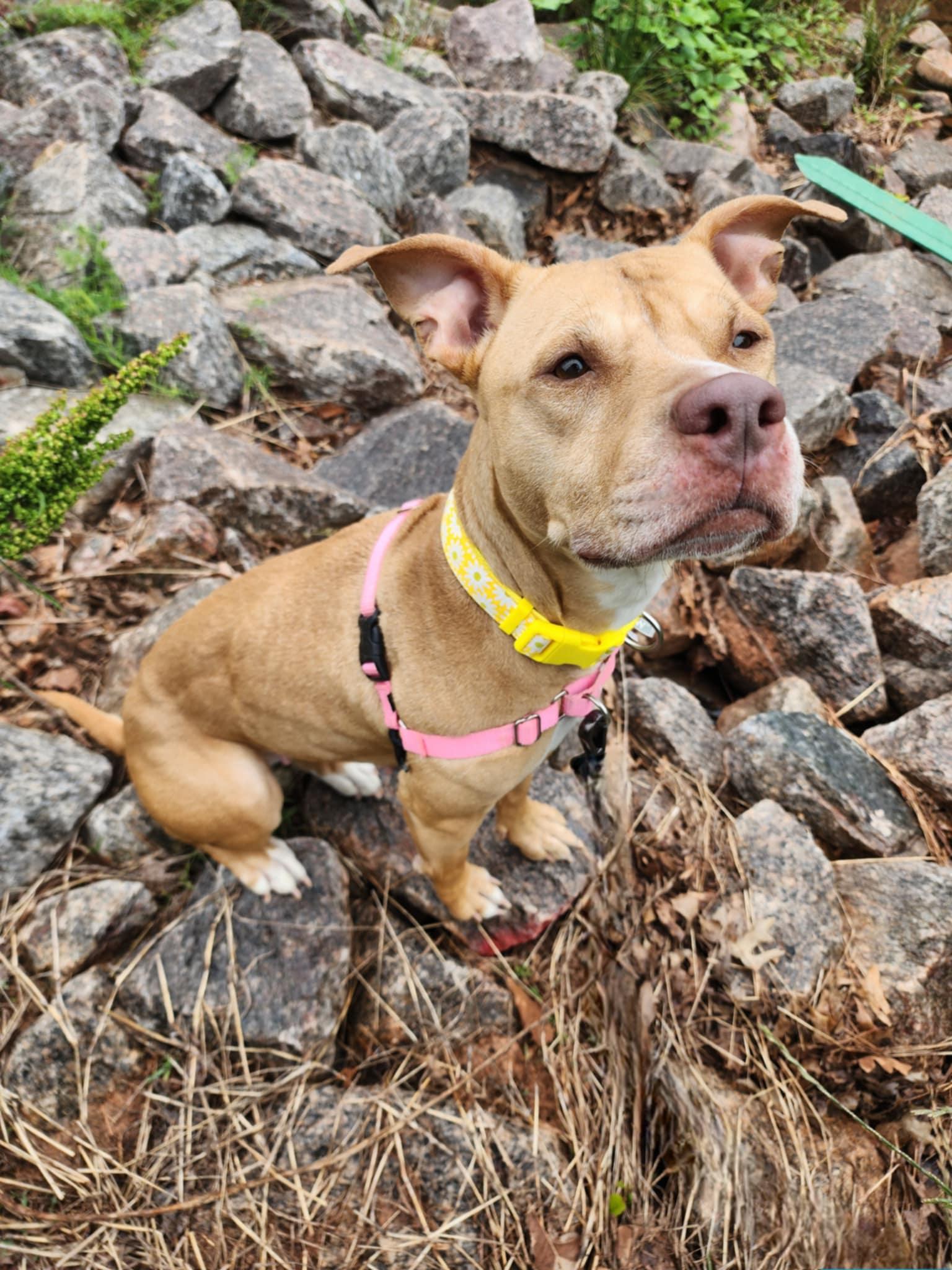 Enlarge JANE, a Adoptable mixed breed in Manassas, VA image 1/5