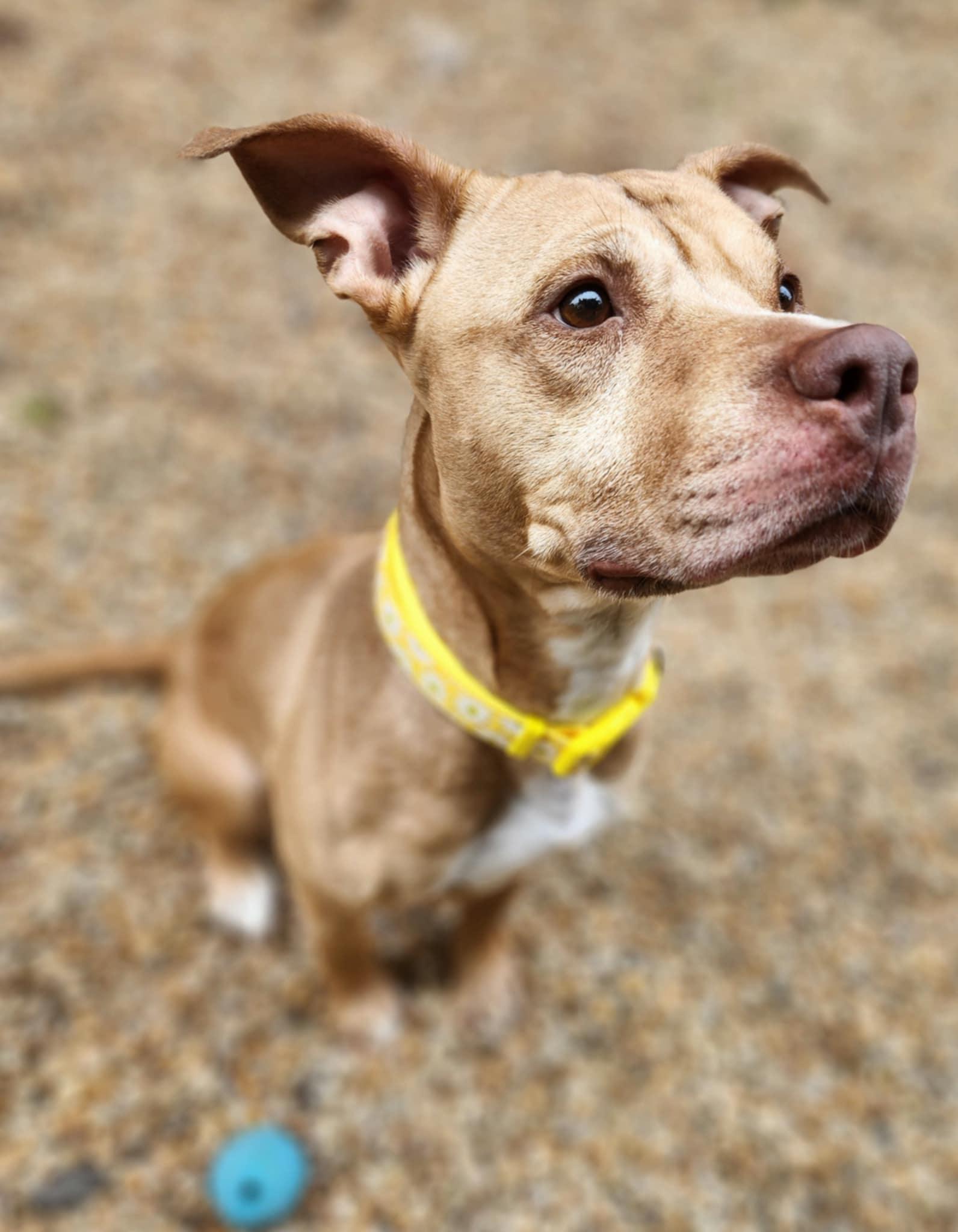 Enlarge JANE, a Adoptable mixed breed in Manassas, VA image 2/5