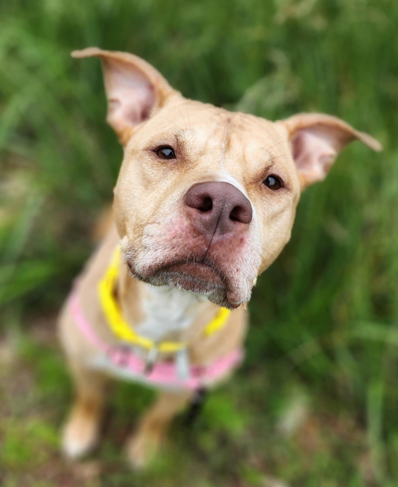 Enlarge JANE, a Adoptable mixed breed in Manassas, VA image 3/5