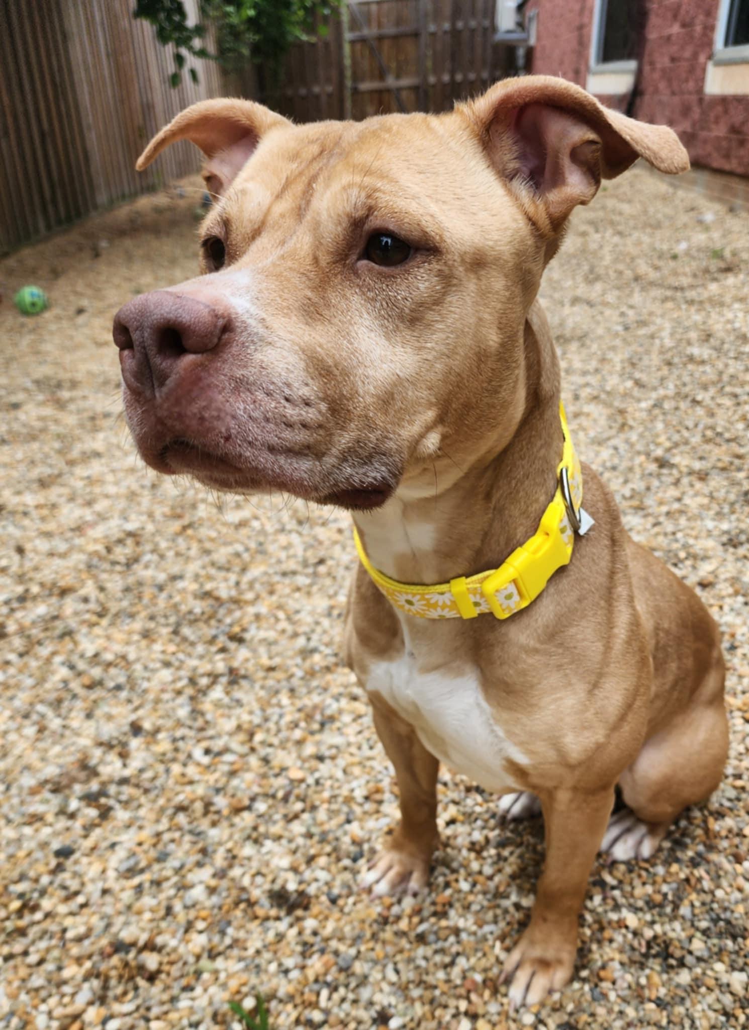 Enlarge JANE, a Adoptable mixed breed in Manassas, VA image 4/5